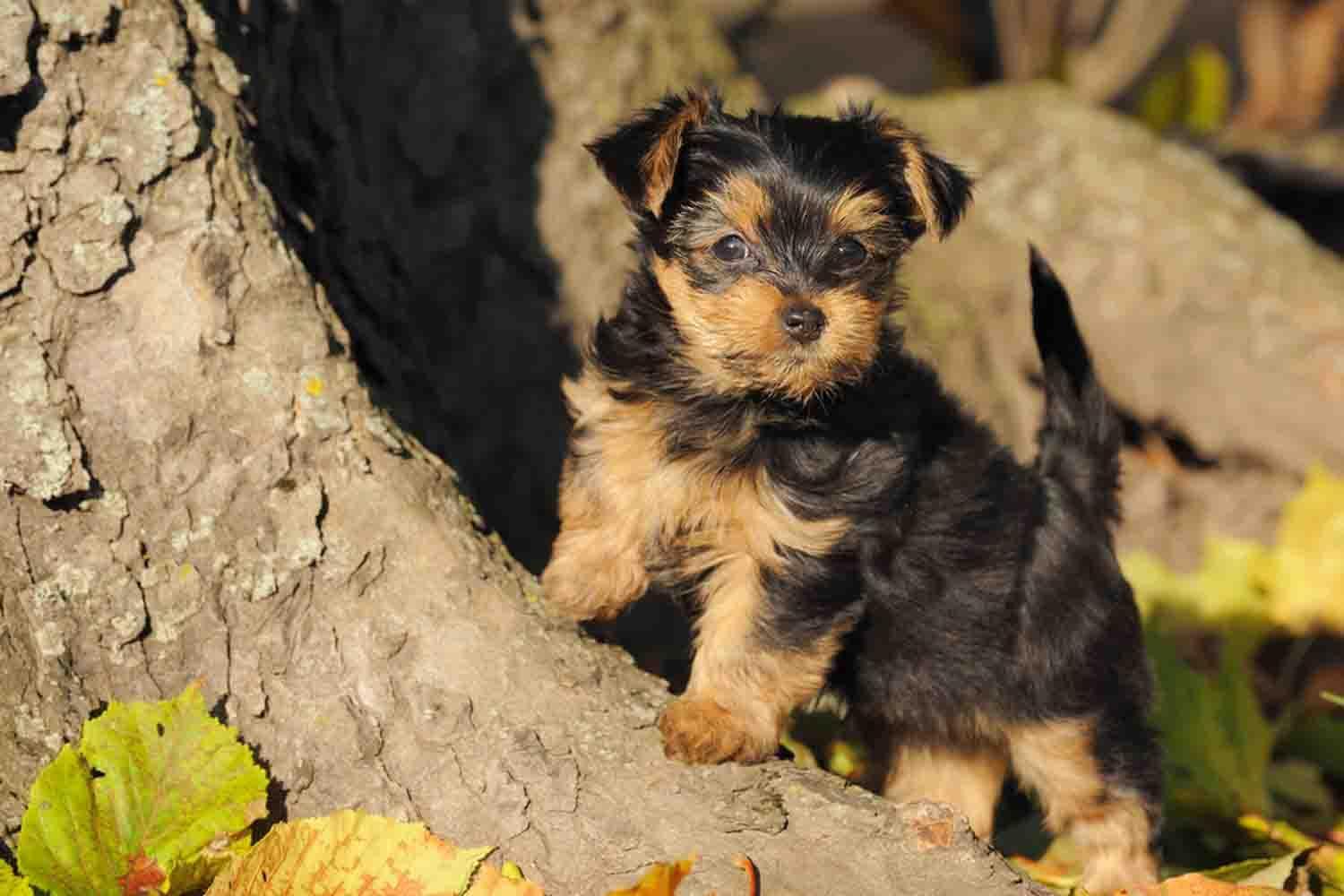 Cute Yorkie Wallpapers