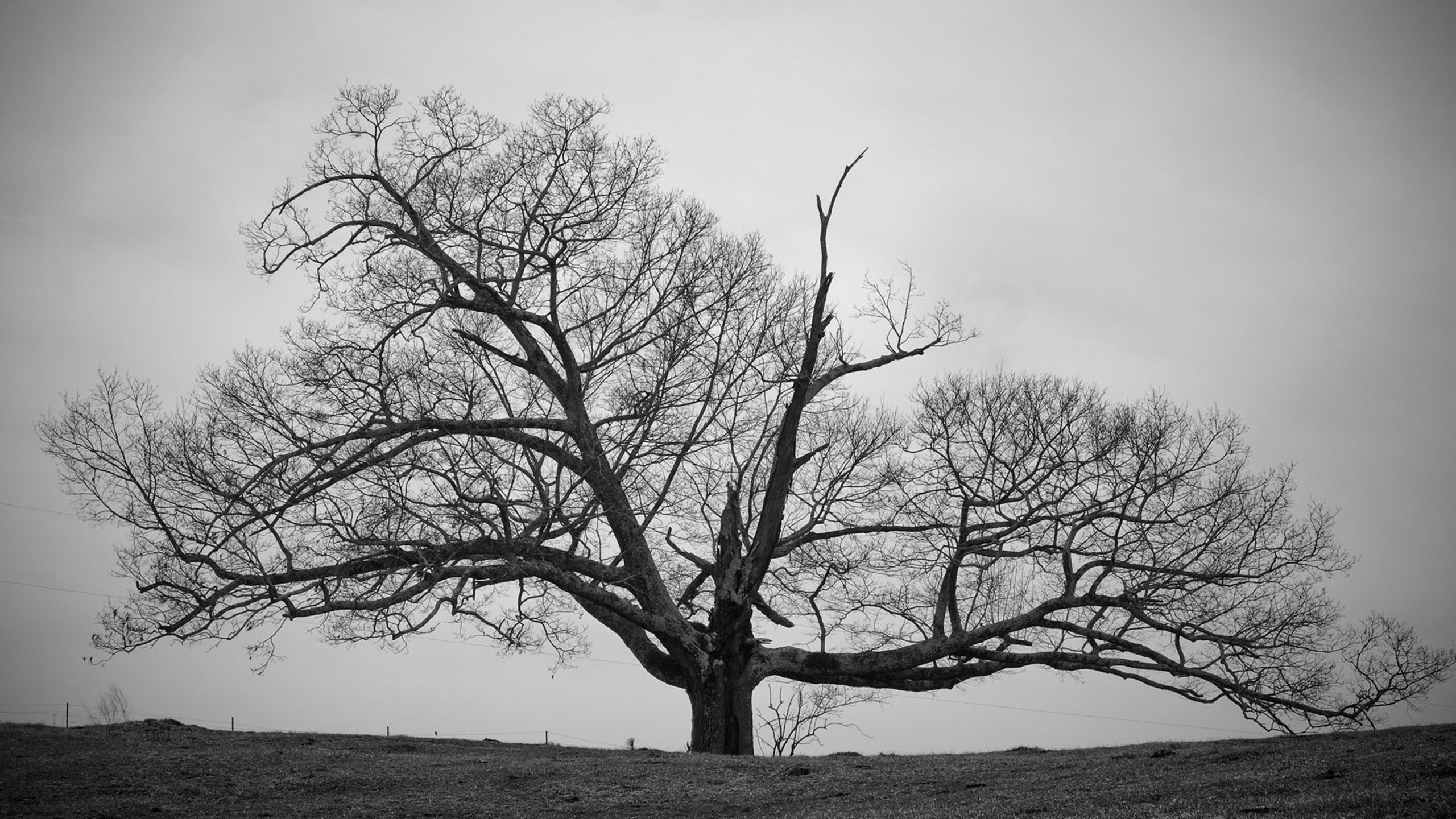 Cool Black And White Tree Wallpapers