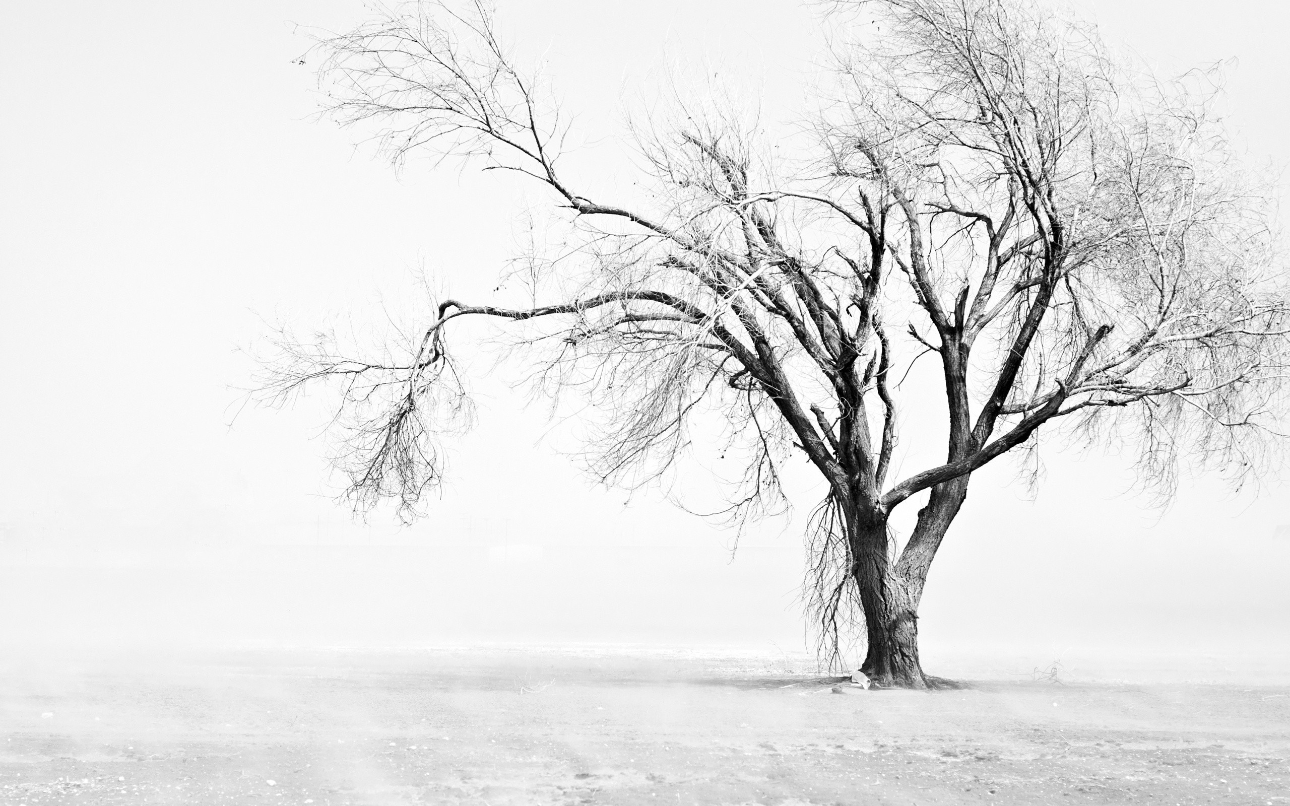 Cool Black And White Tree Wallpapers