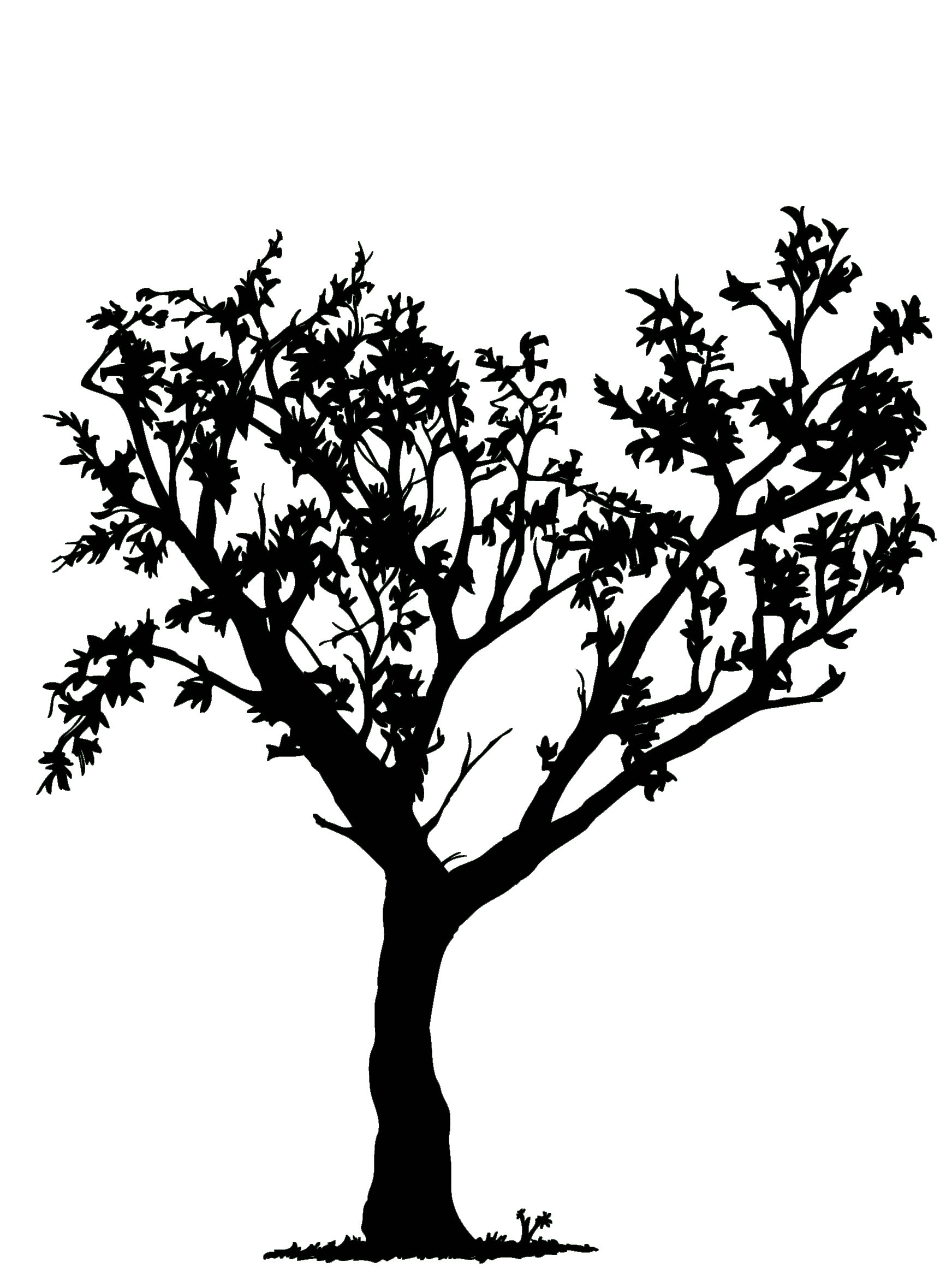 Cool Black And White Tree Wallpapers