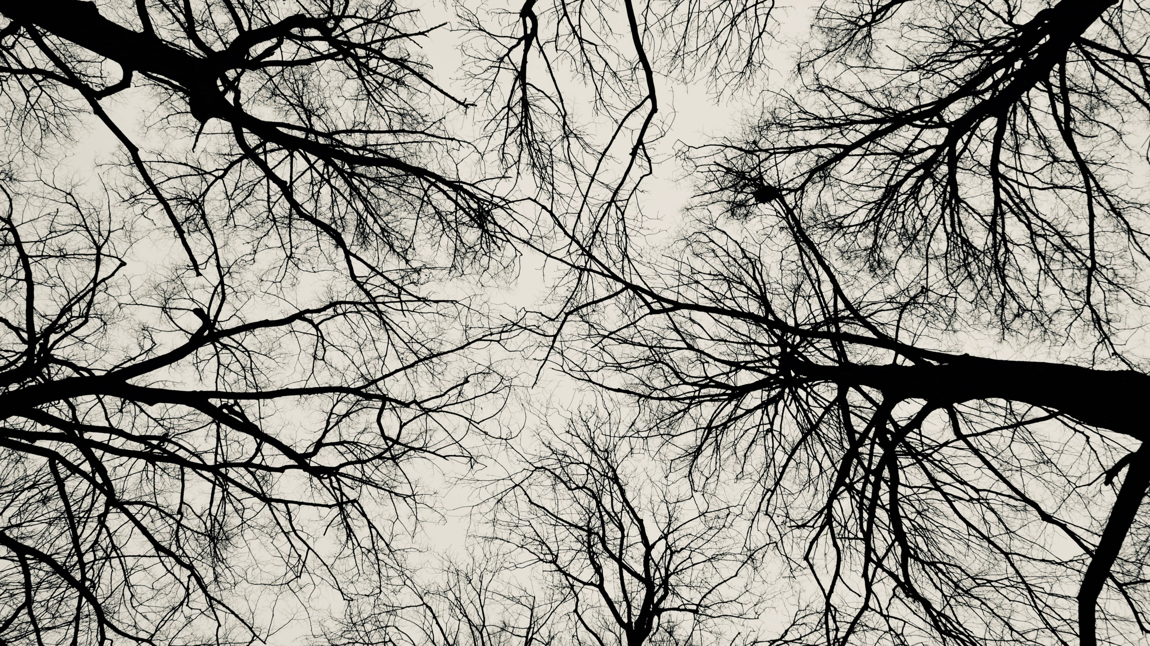 Cool Black And White Tree Wallpapers