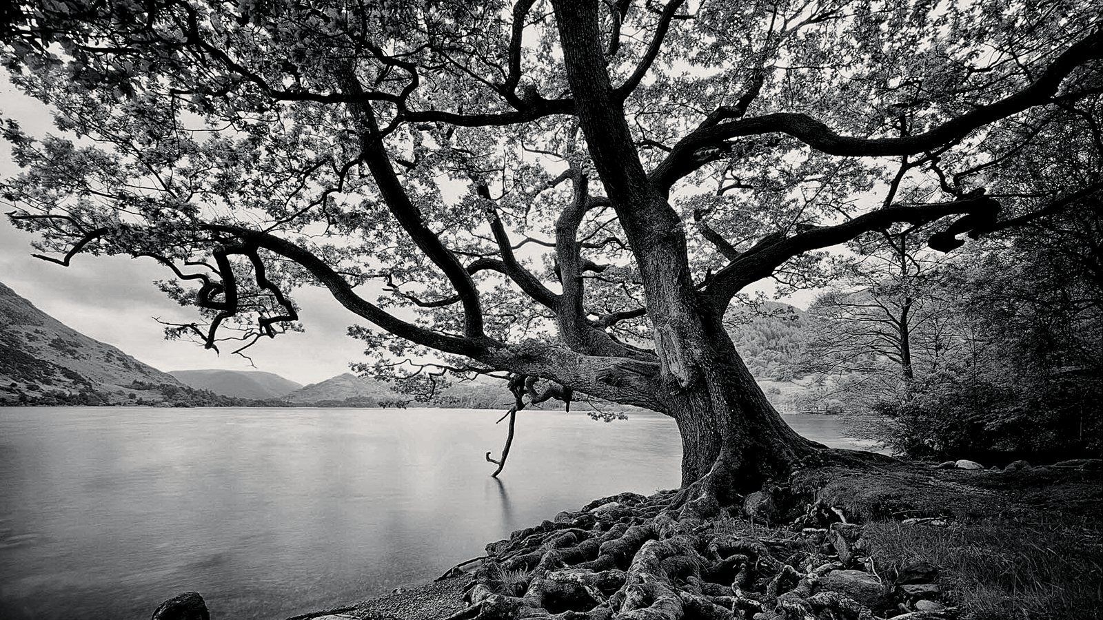 Cool Black And White Tree Wallpapers