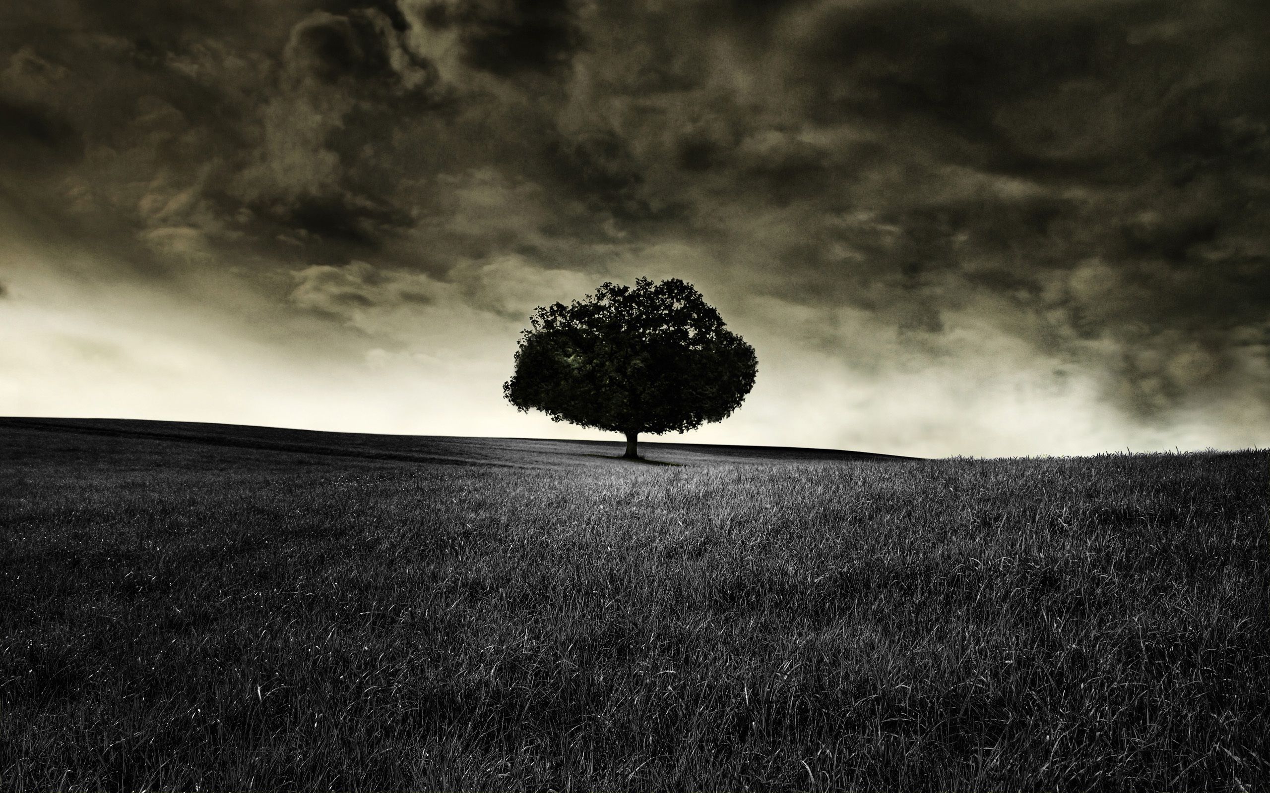 Cool Black And White Tree Wallpapers