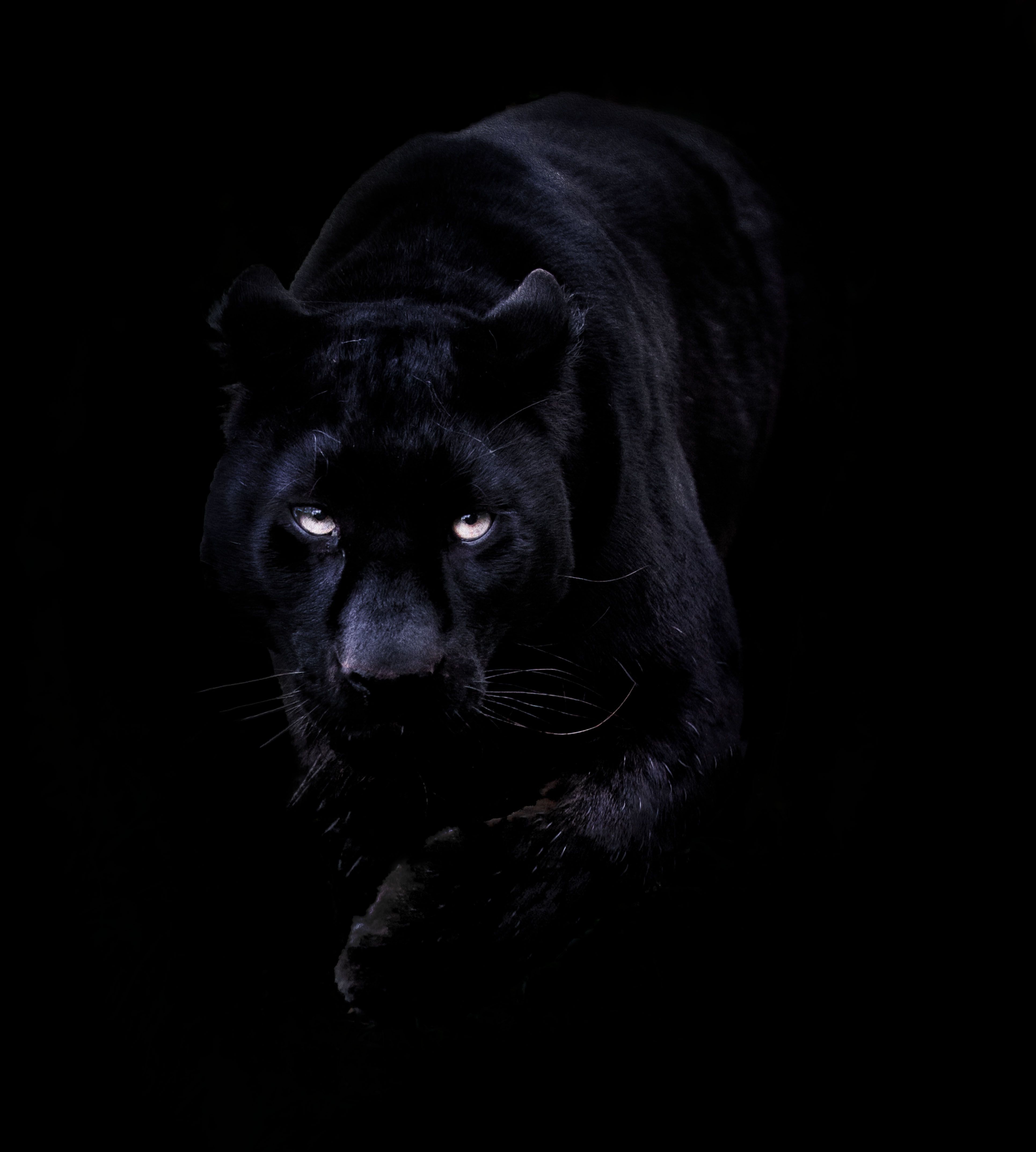 Cool Black Panther Animal Wallpapers