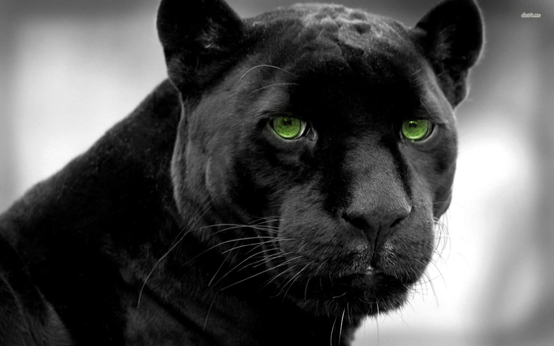 Cool Black Panther Animal Wallpapers