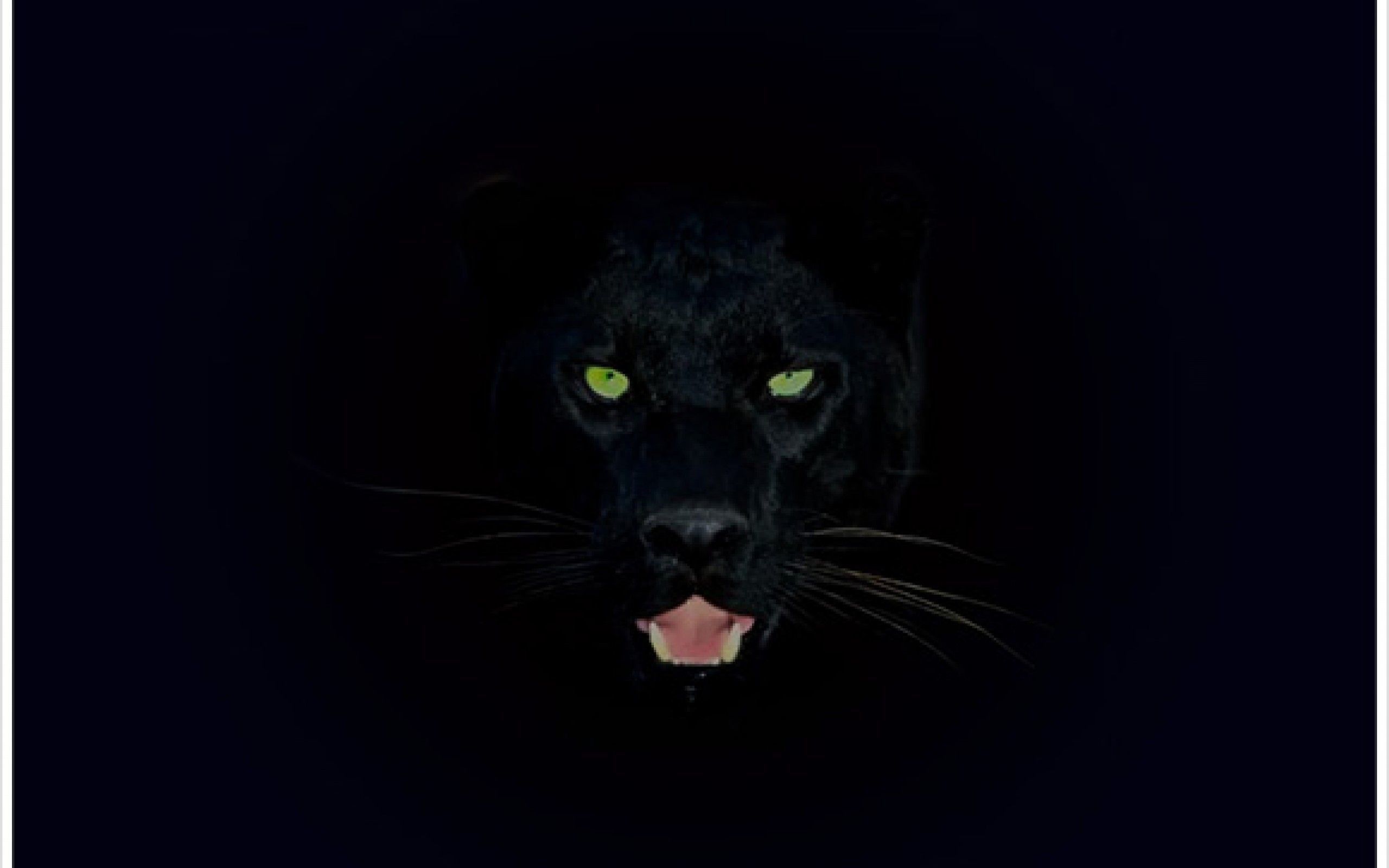 Cool Black Panther Animal Wallpapers