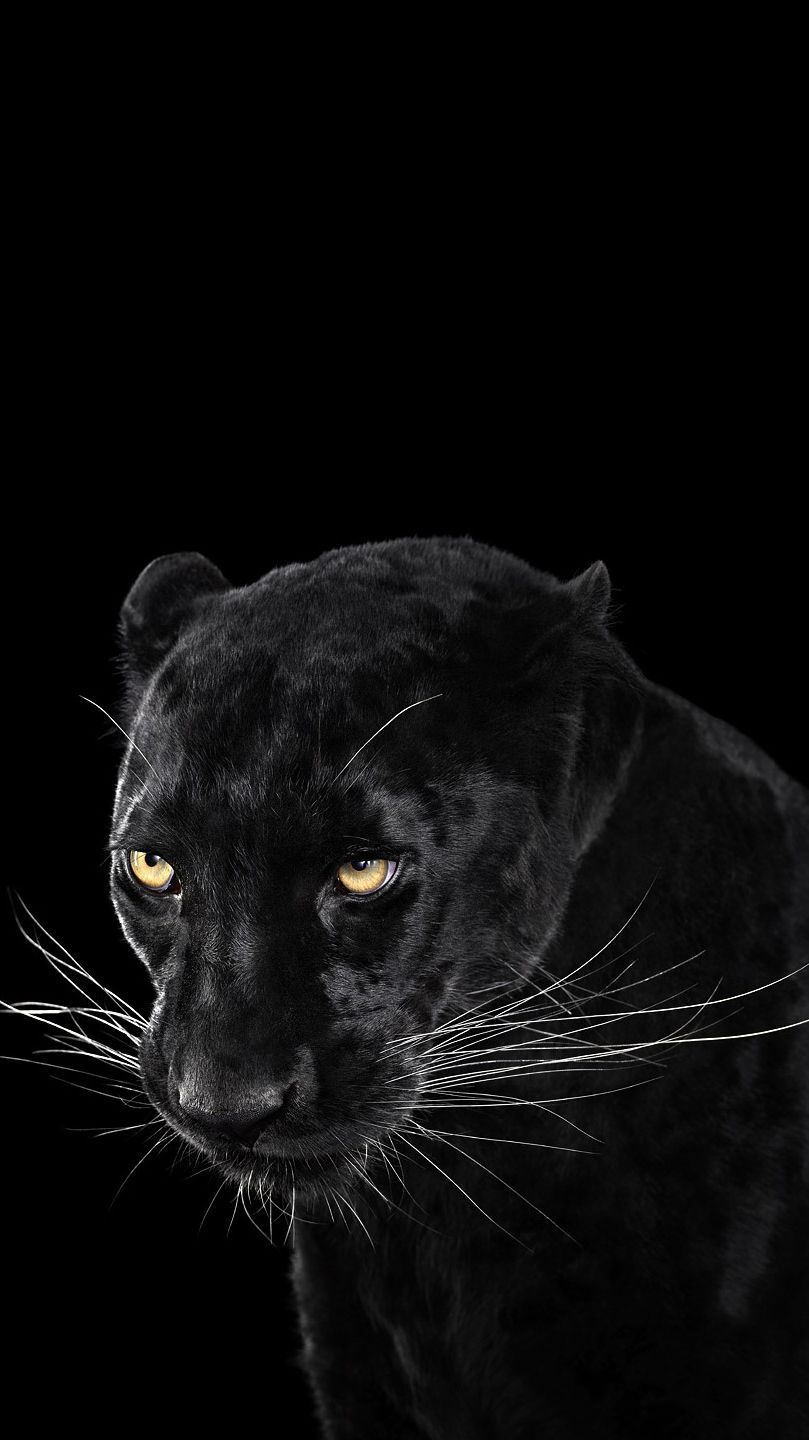 Cool Black Panther Animal Wallpapers