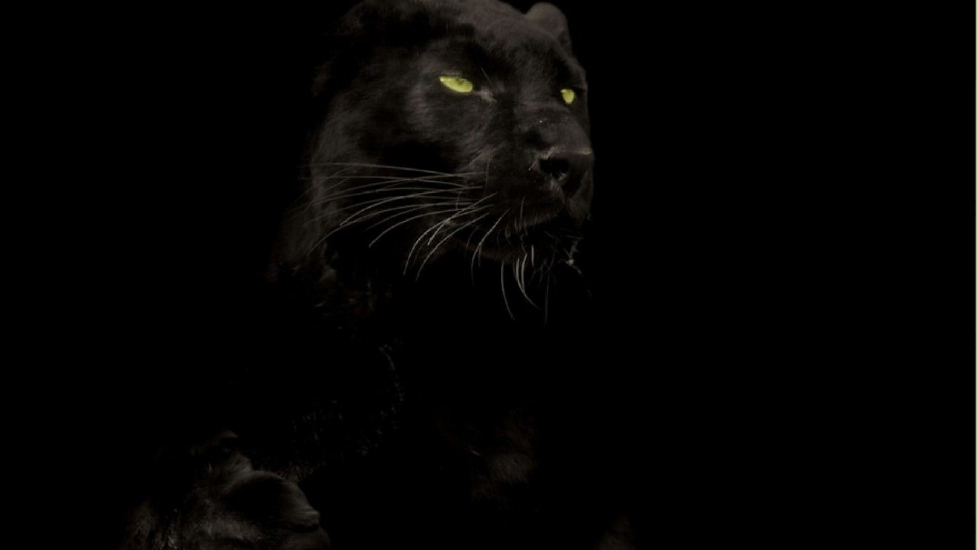 Cool Black Panther Animal Wallpapers