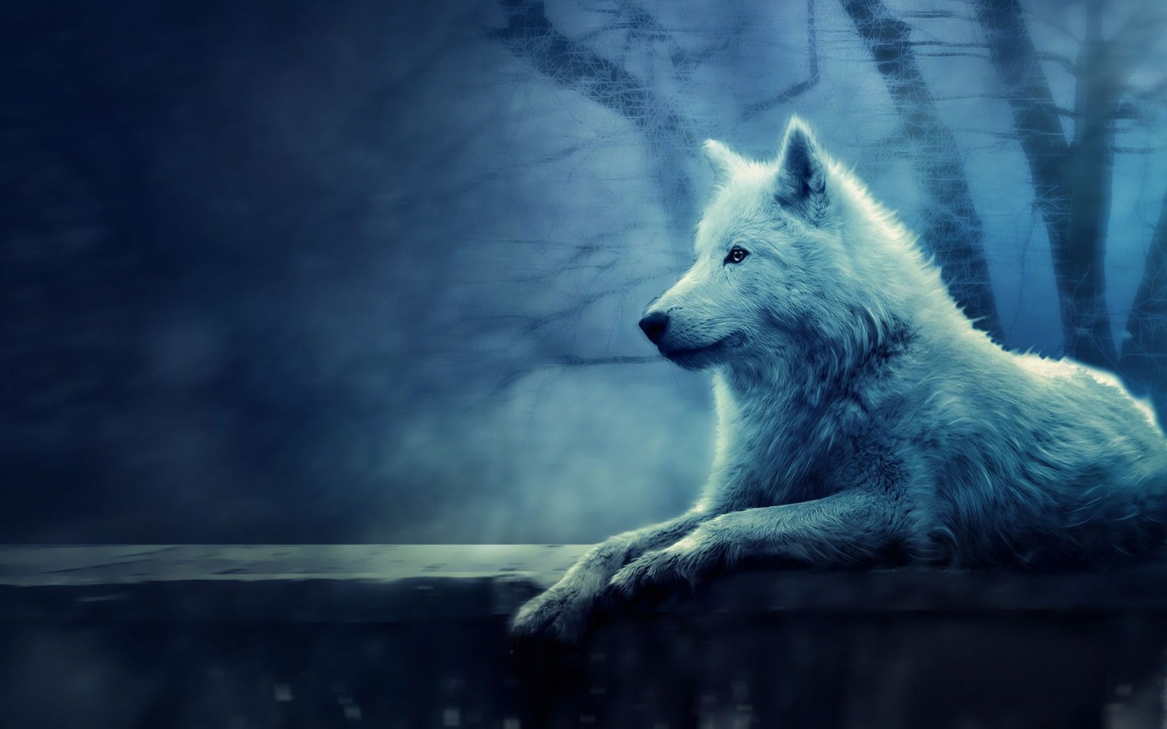 Cool Blue WolfWallpapers