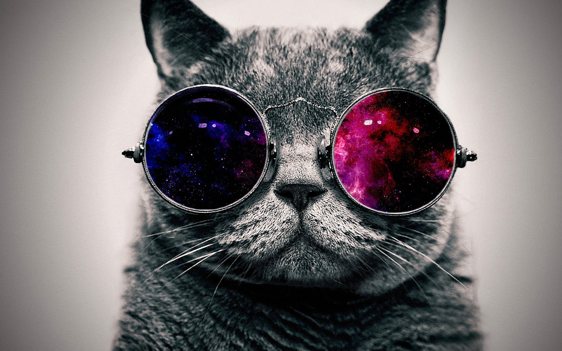 Cool Cat Desktop Wallpapers