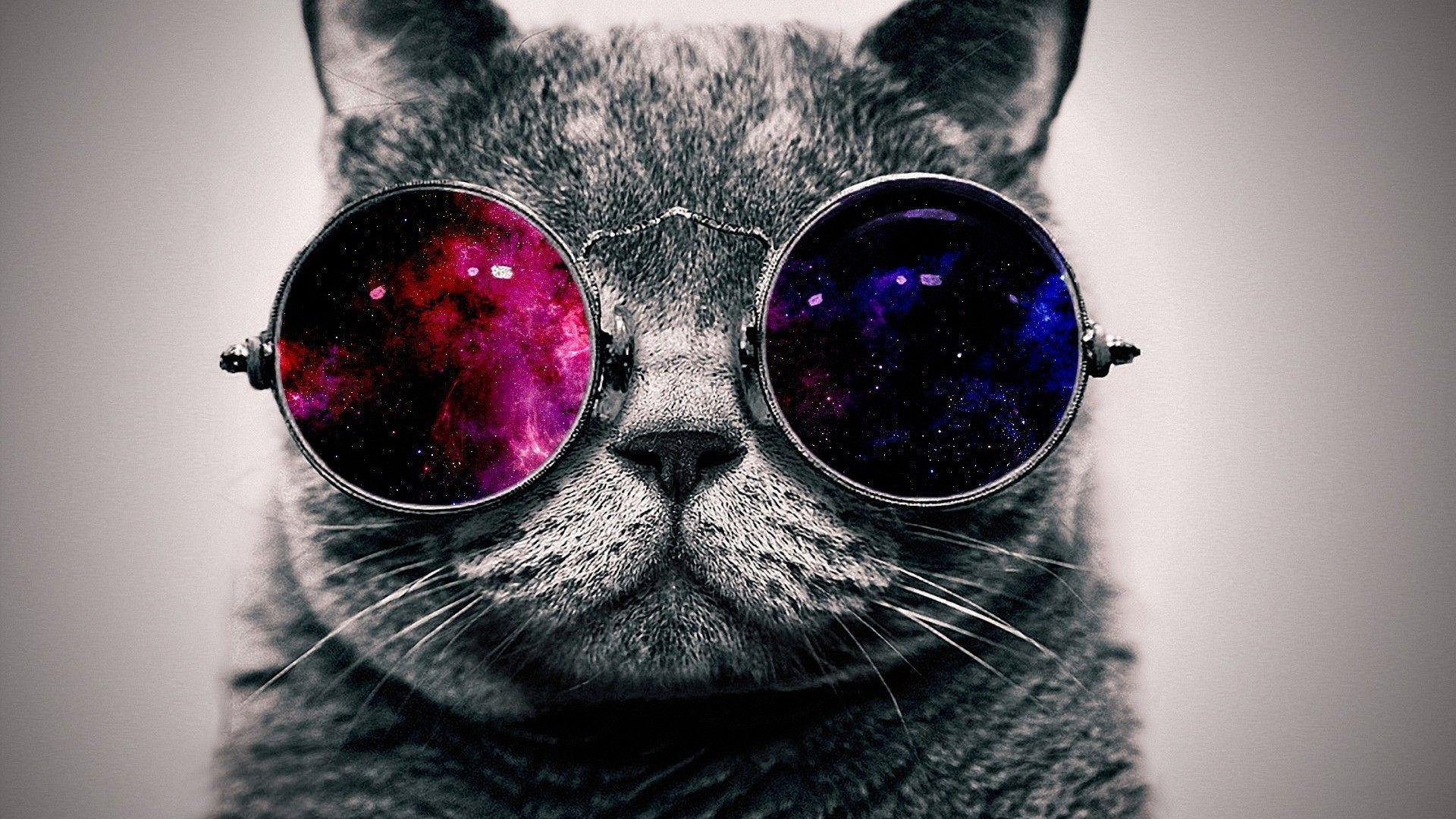 Cool Cat Desktop Wallpapers