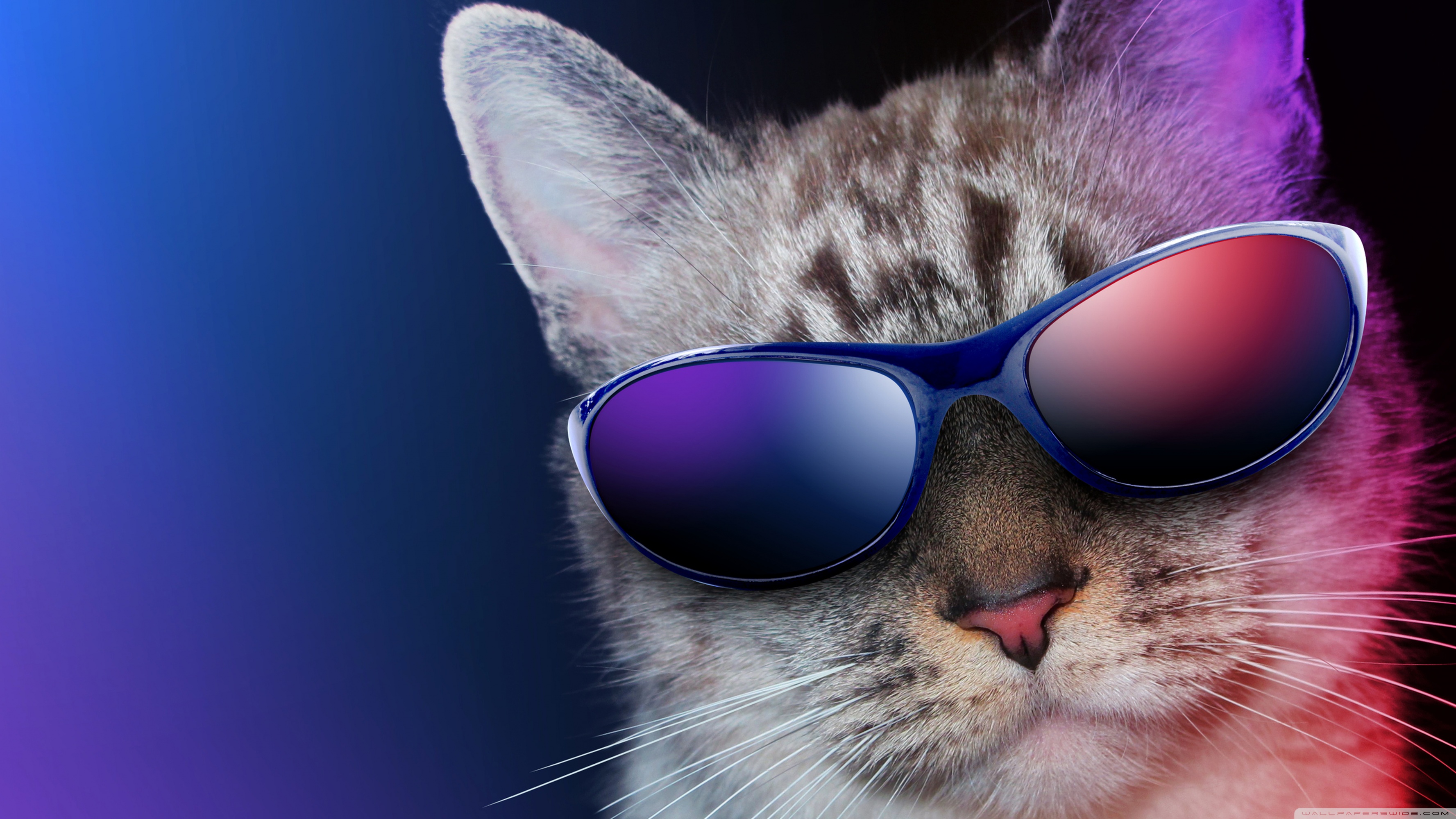 Cool Cat Desktop Wallpapers