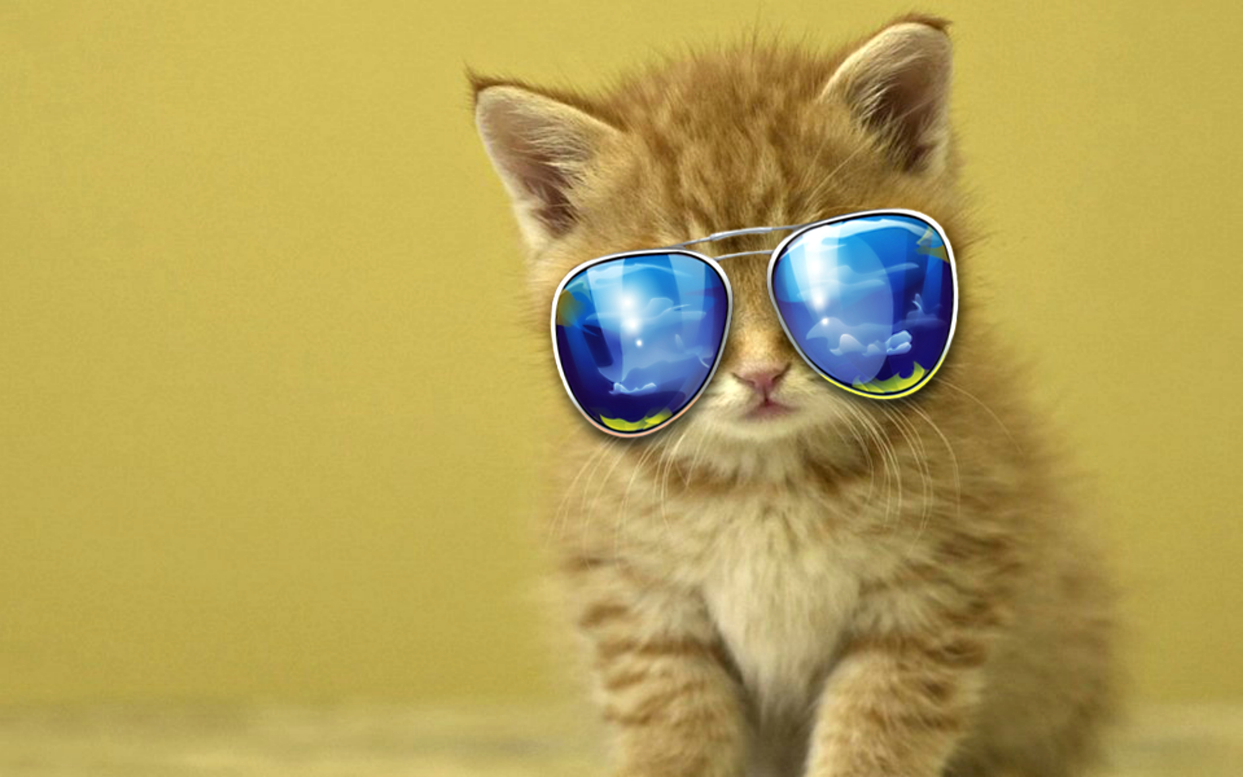 Cool Cat Desktop Wallpapers