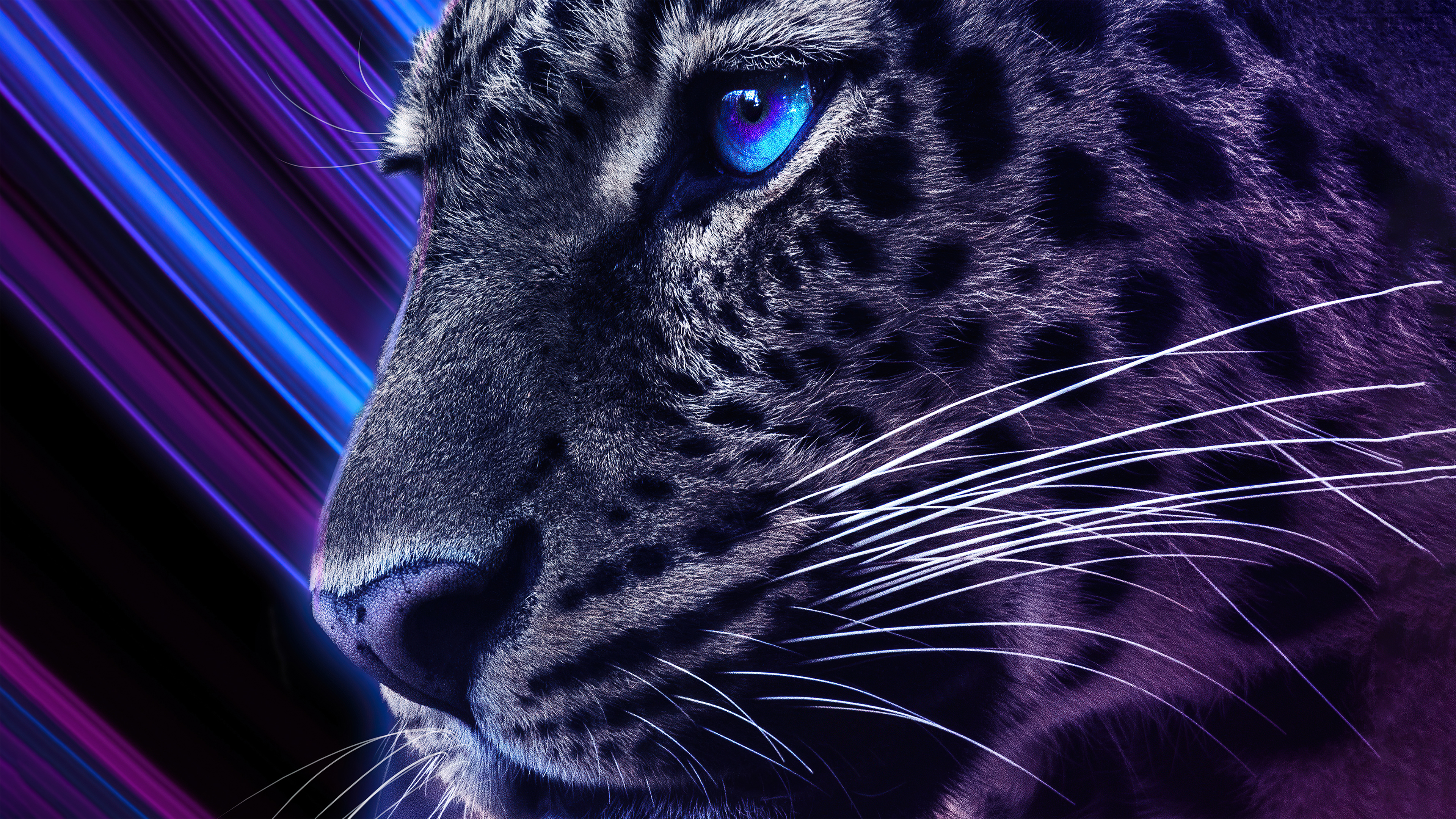 Cool Cheetah Wallpapers