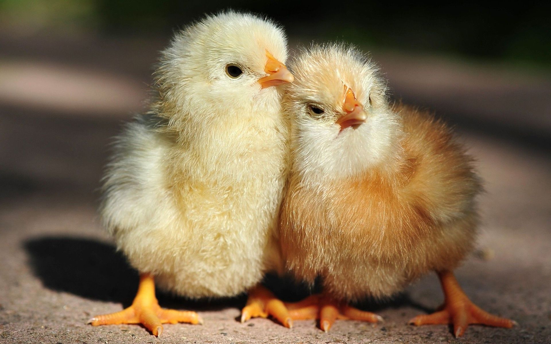 Cool Chicken Wallpapers