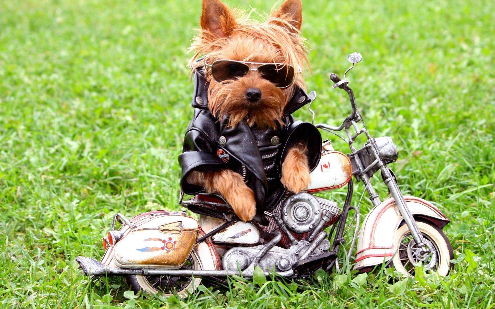 Cool Dog Wallpapers