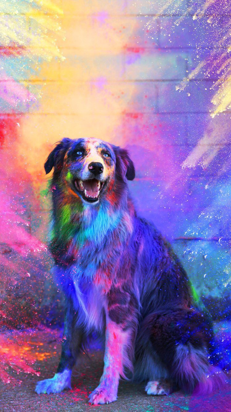 Cool Dog Wallpapers