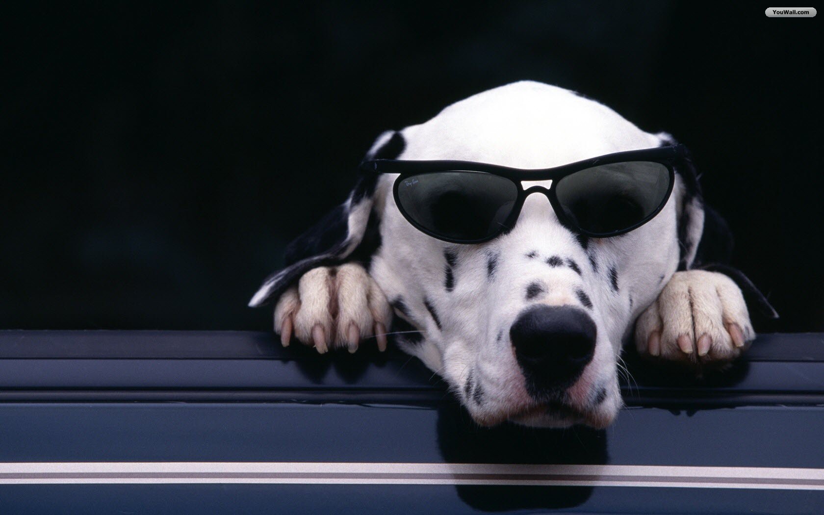 Cool Dog Wallpapers