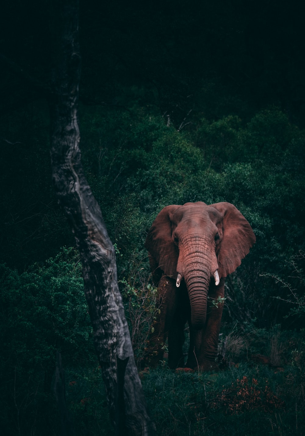 Cool Elephant Wallpapers