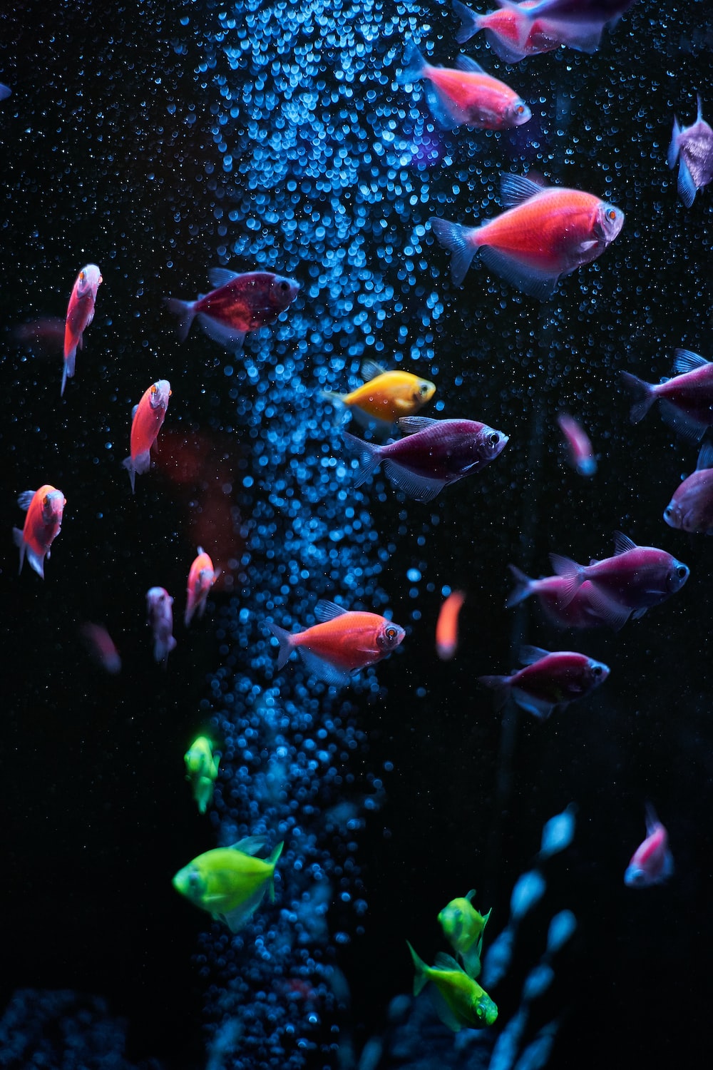 Cool Fish Wallpapers