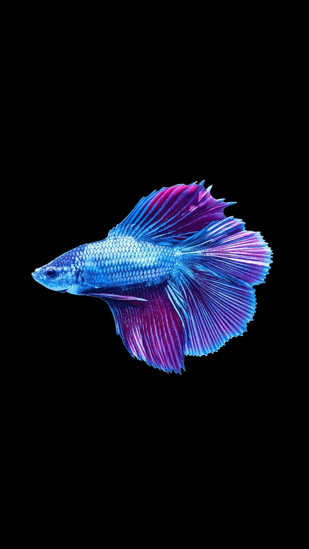 Cool Fish Wallpapers