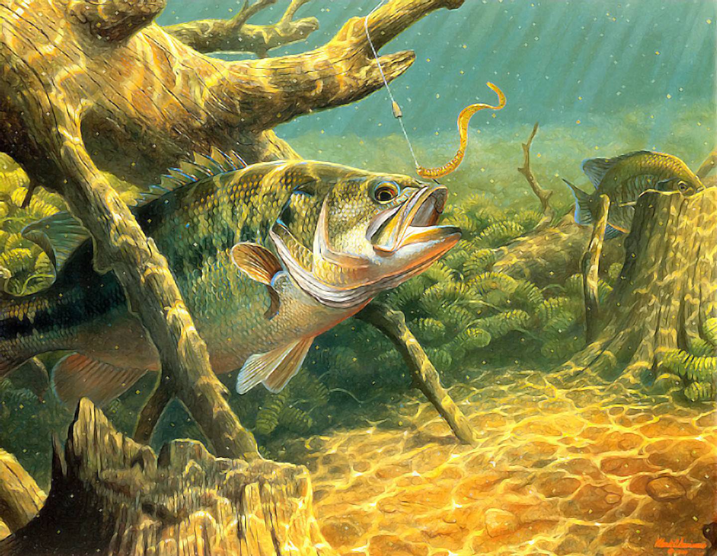 Cool Fish Wallpapers