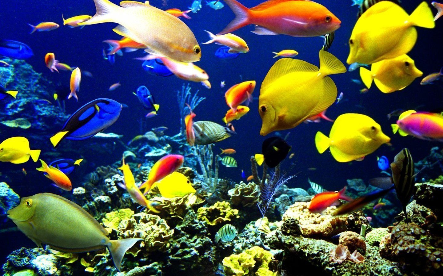 Cool Fish Wallpapers