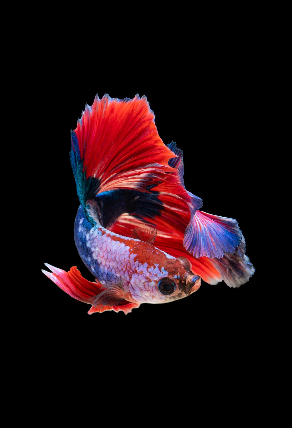 Cool Fish Wallpapers