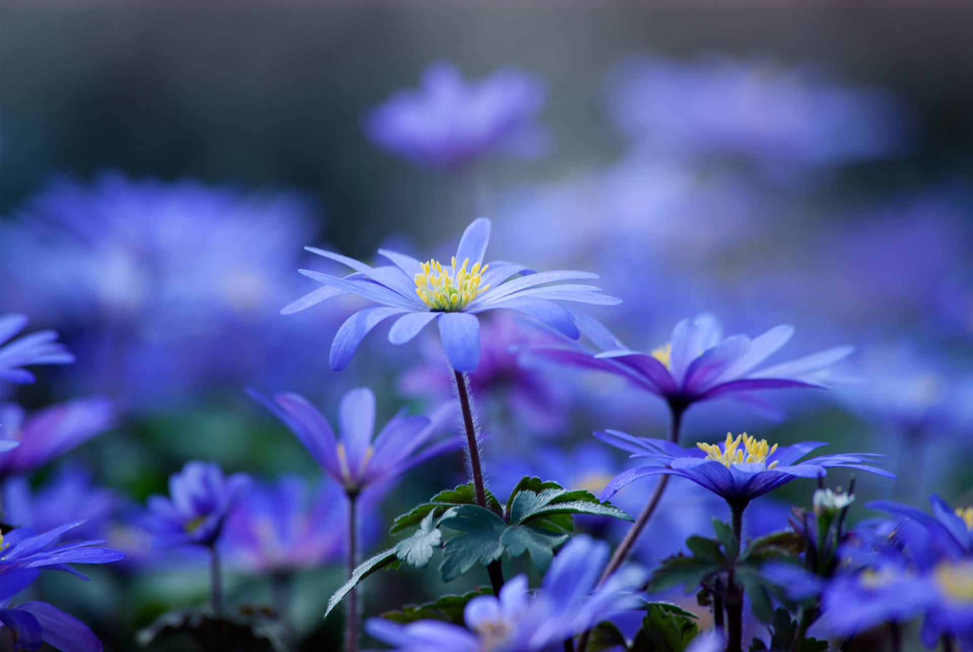 Cool FlowerWallpapers