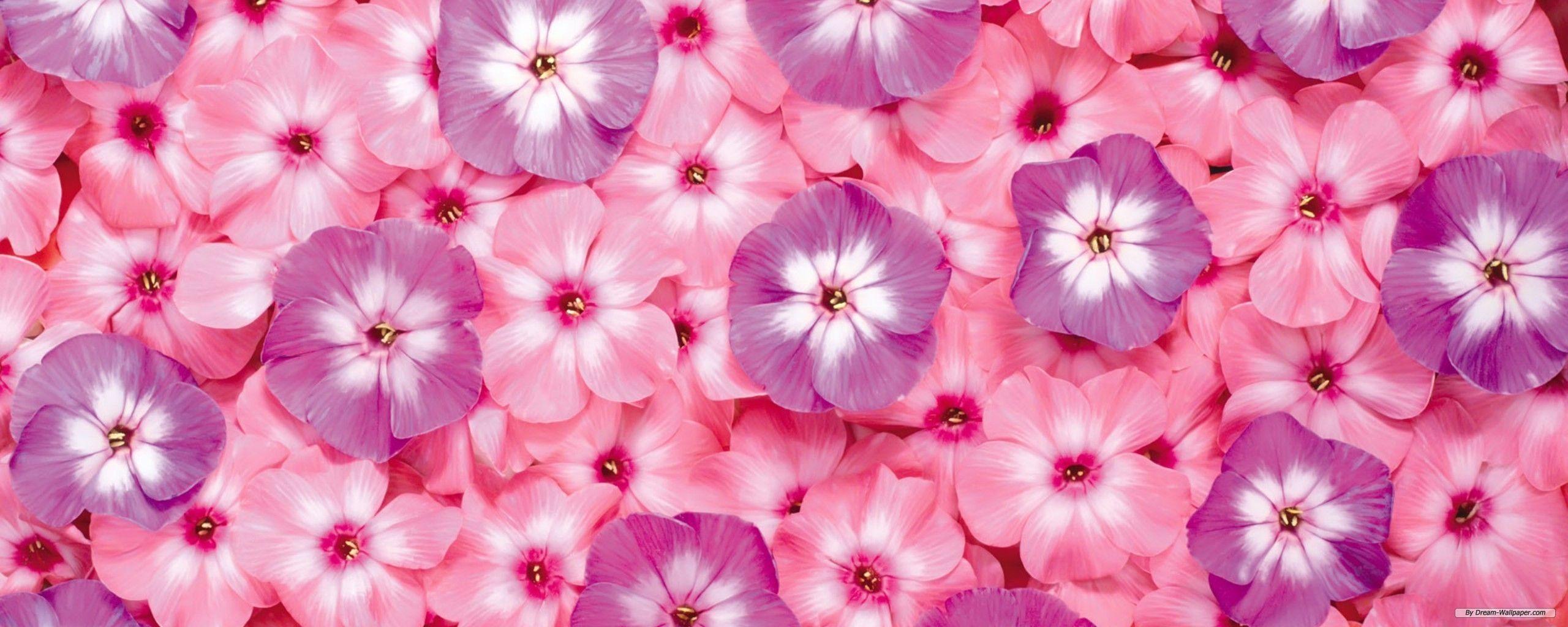 Cool FlowerWallpapers