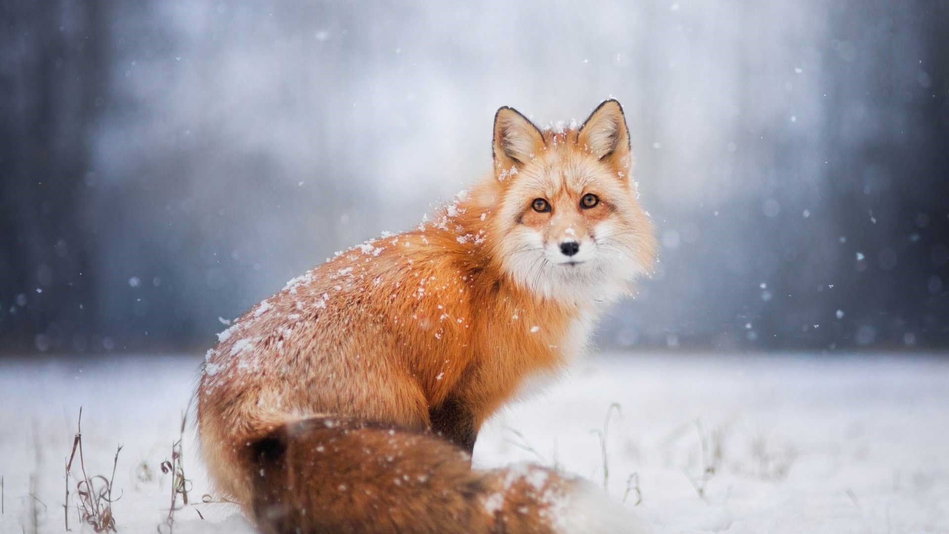 Cool Fox  Wallpapers