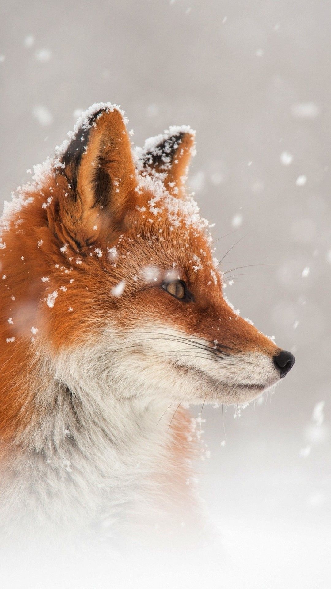 Cool FoxWallpapers