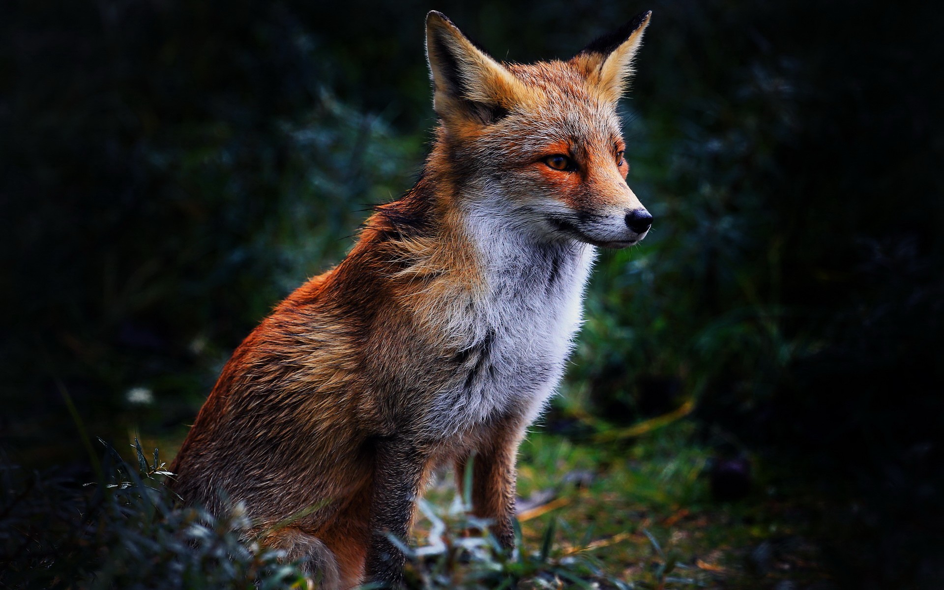 Cool FoxWallpapers