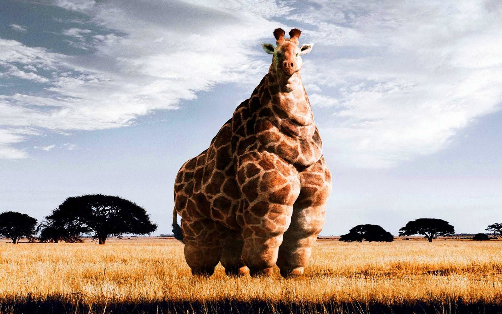 Cool Giraffe Wallpapers