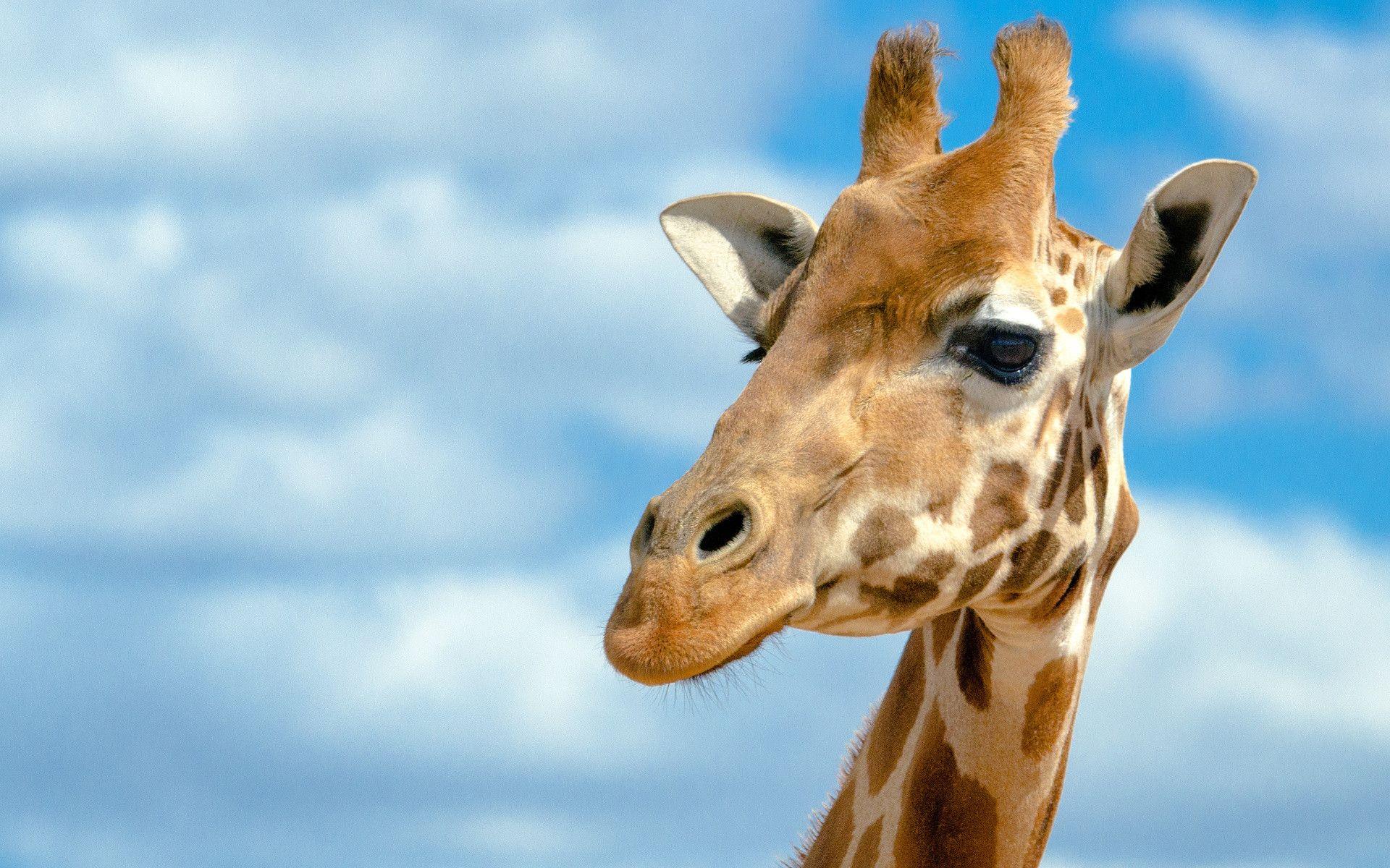 Cool Giraffe Wallpapers