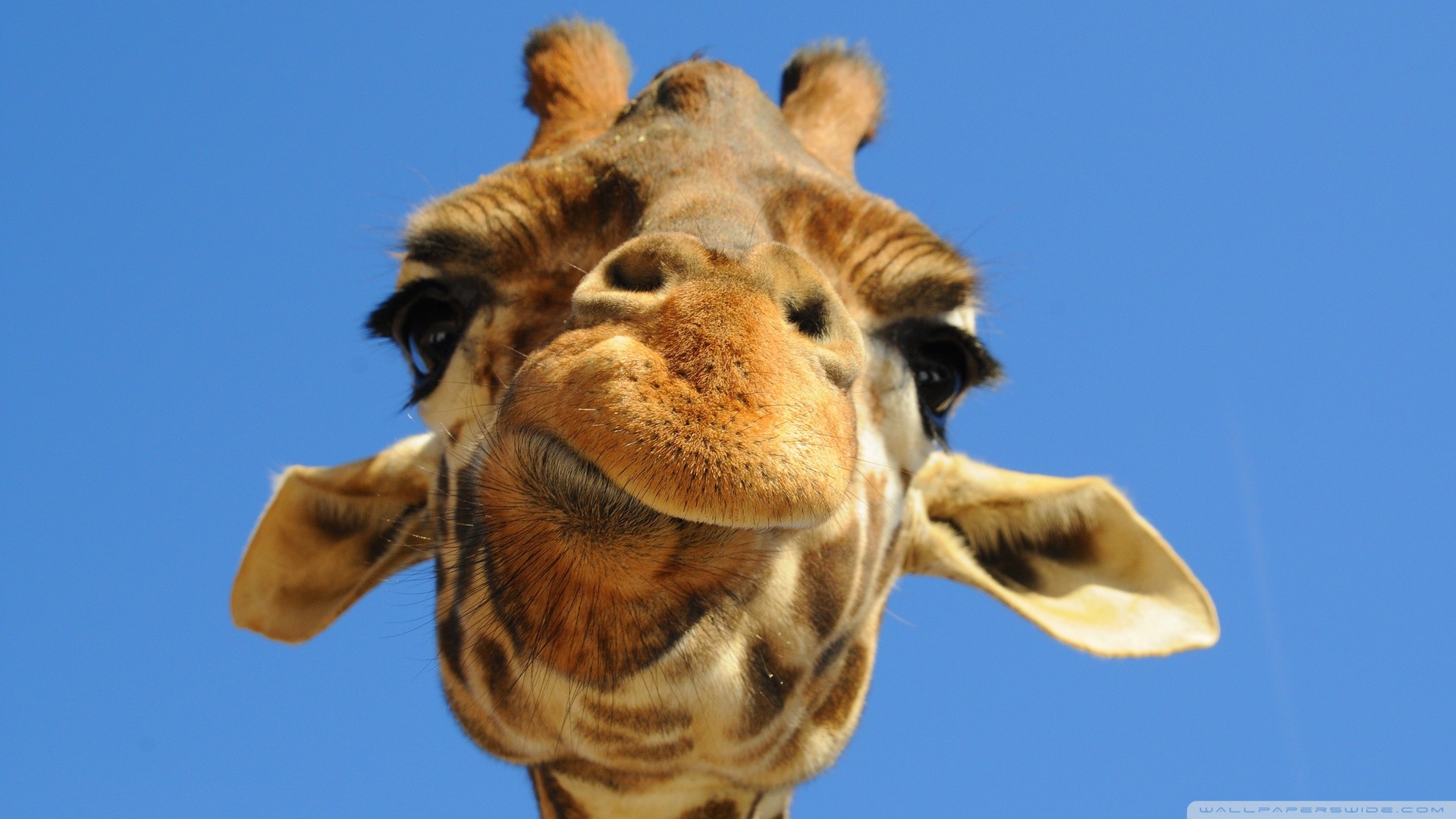 Cool Giraffe Wallpapers