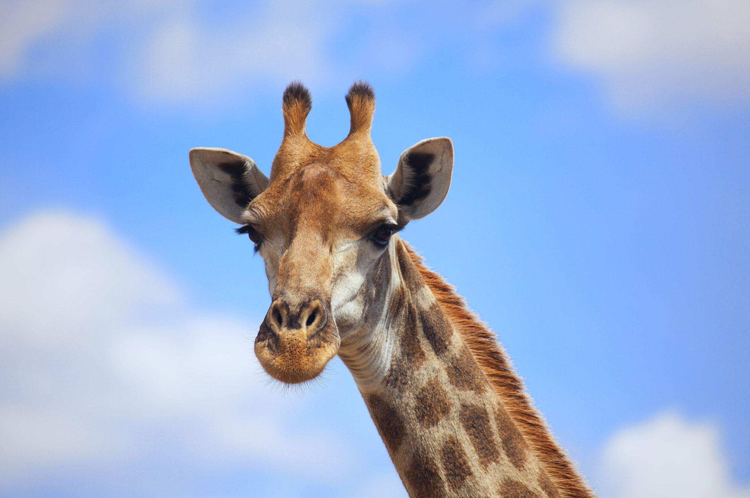 Cool Giraffe Wallpapers