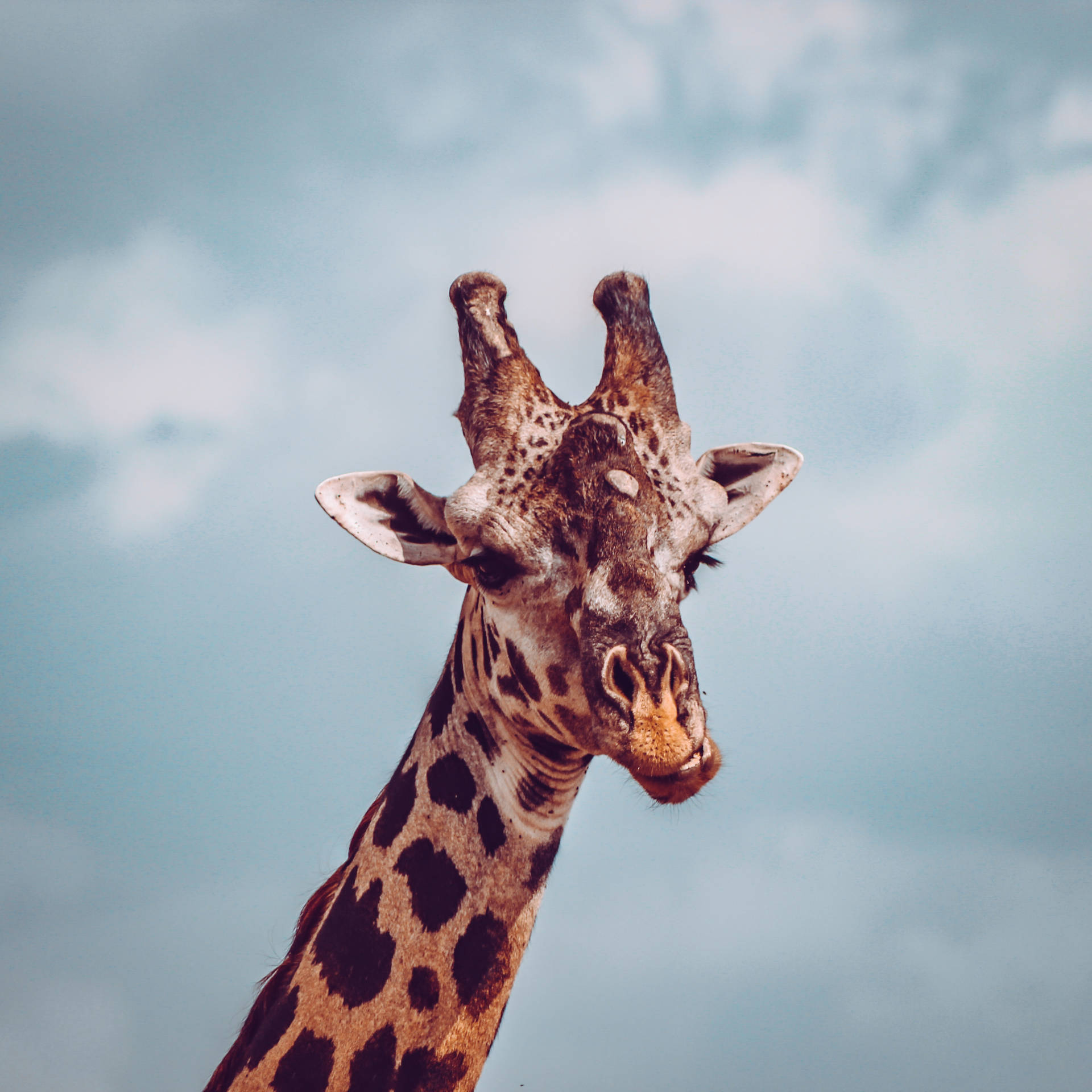 Cool Giraffe Wallpapers