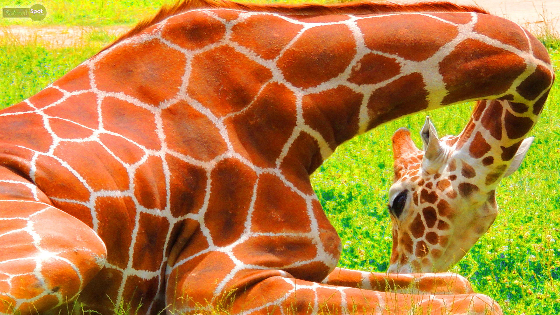 Cool Giraffe Wallpapers