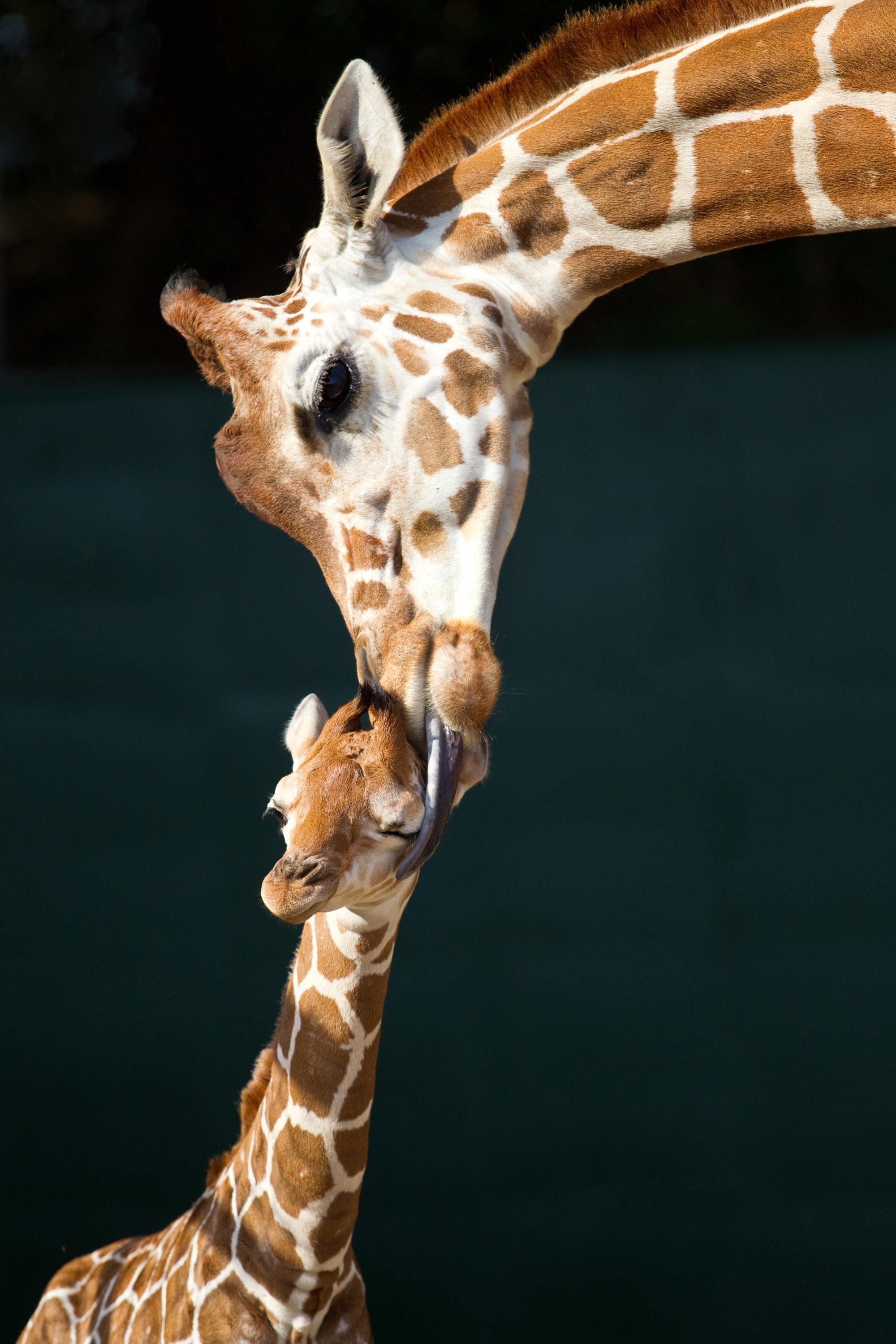 Cool Giraffe Wallpapers