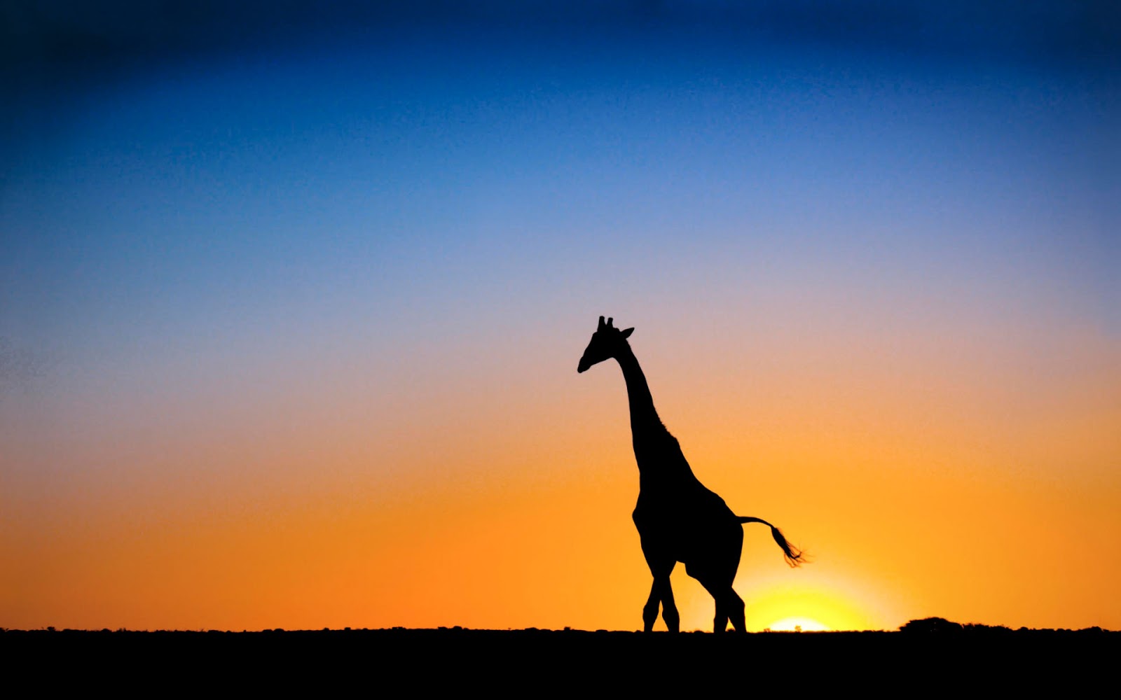 Cool Giraffe Wallpapers