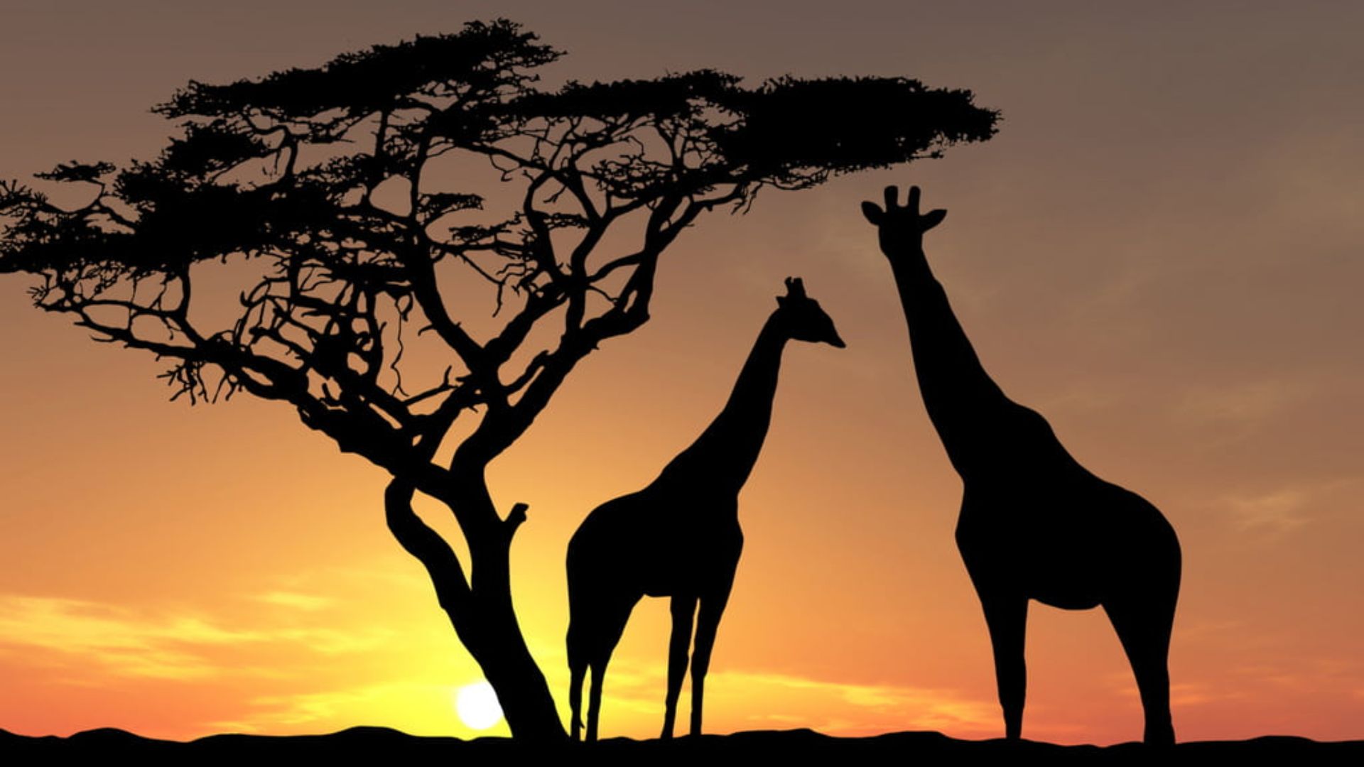 Cool Giraffe Wallpapers