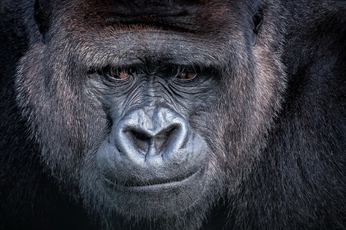 Cool Gorilla Wallpapers