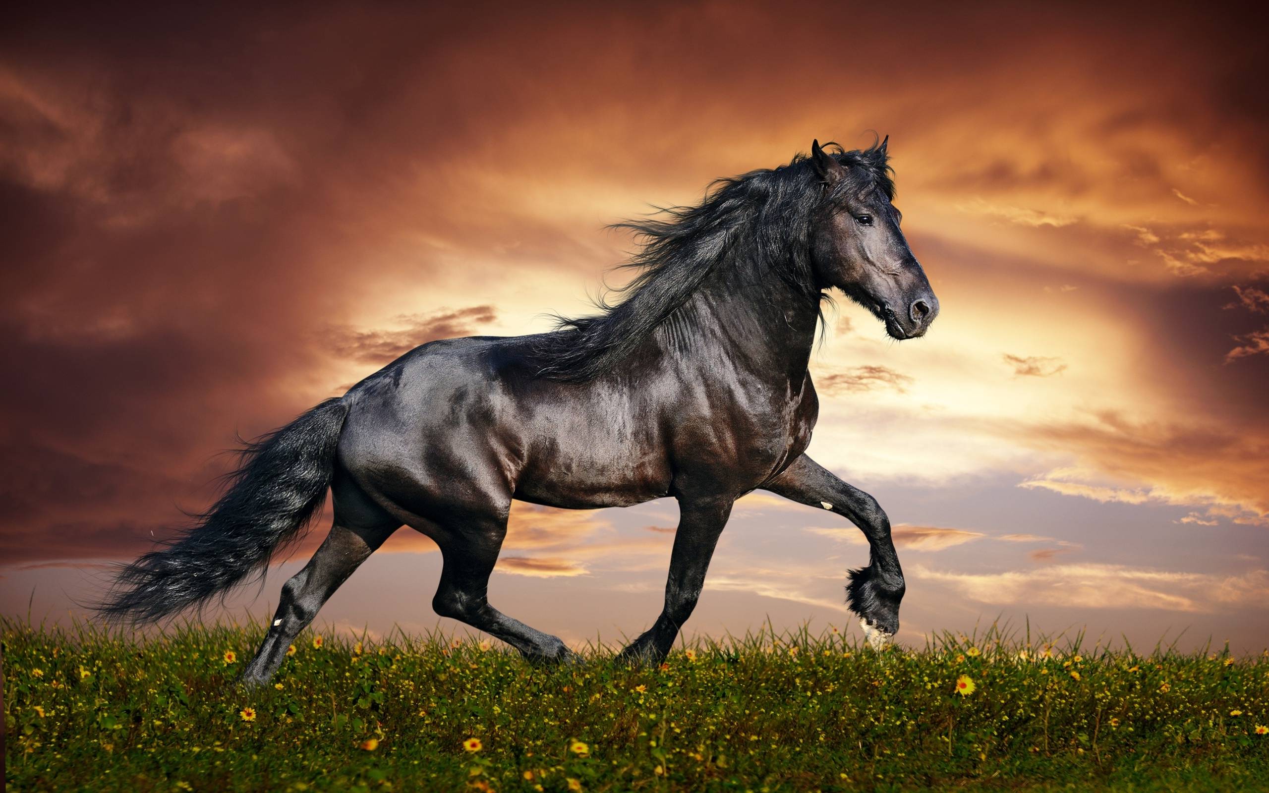 Cool Horse Desktop Wallpapers