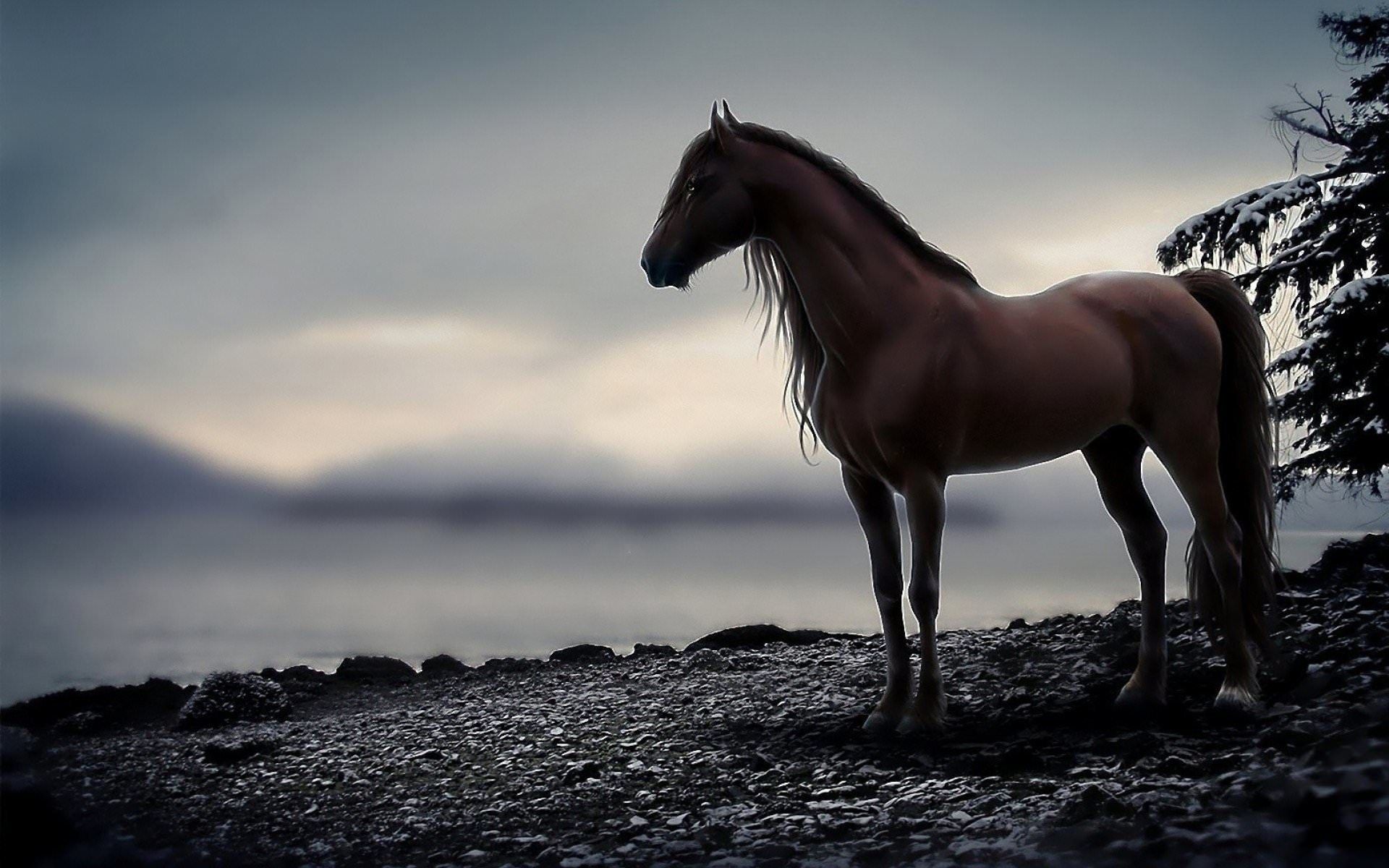 Cool Horse Desktop Wallpapers