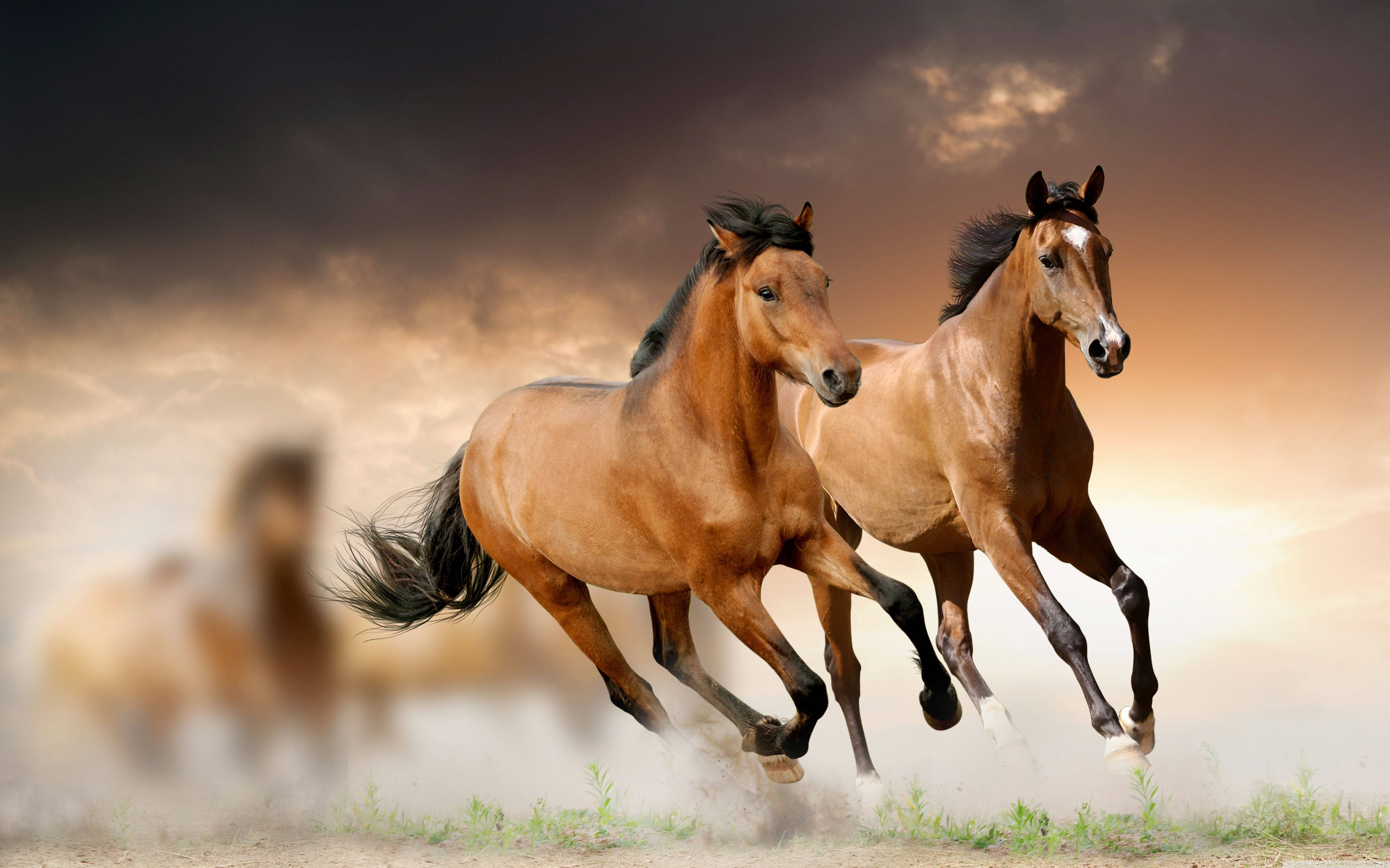 Cool Horse Desktop Wallpapers