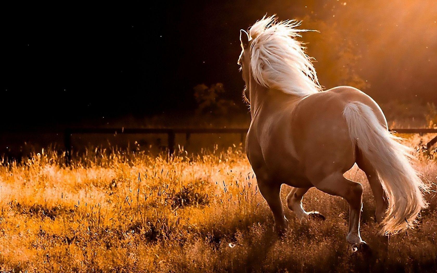 Cool Horse Desktop Wallpapers