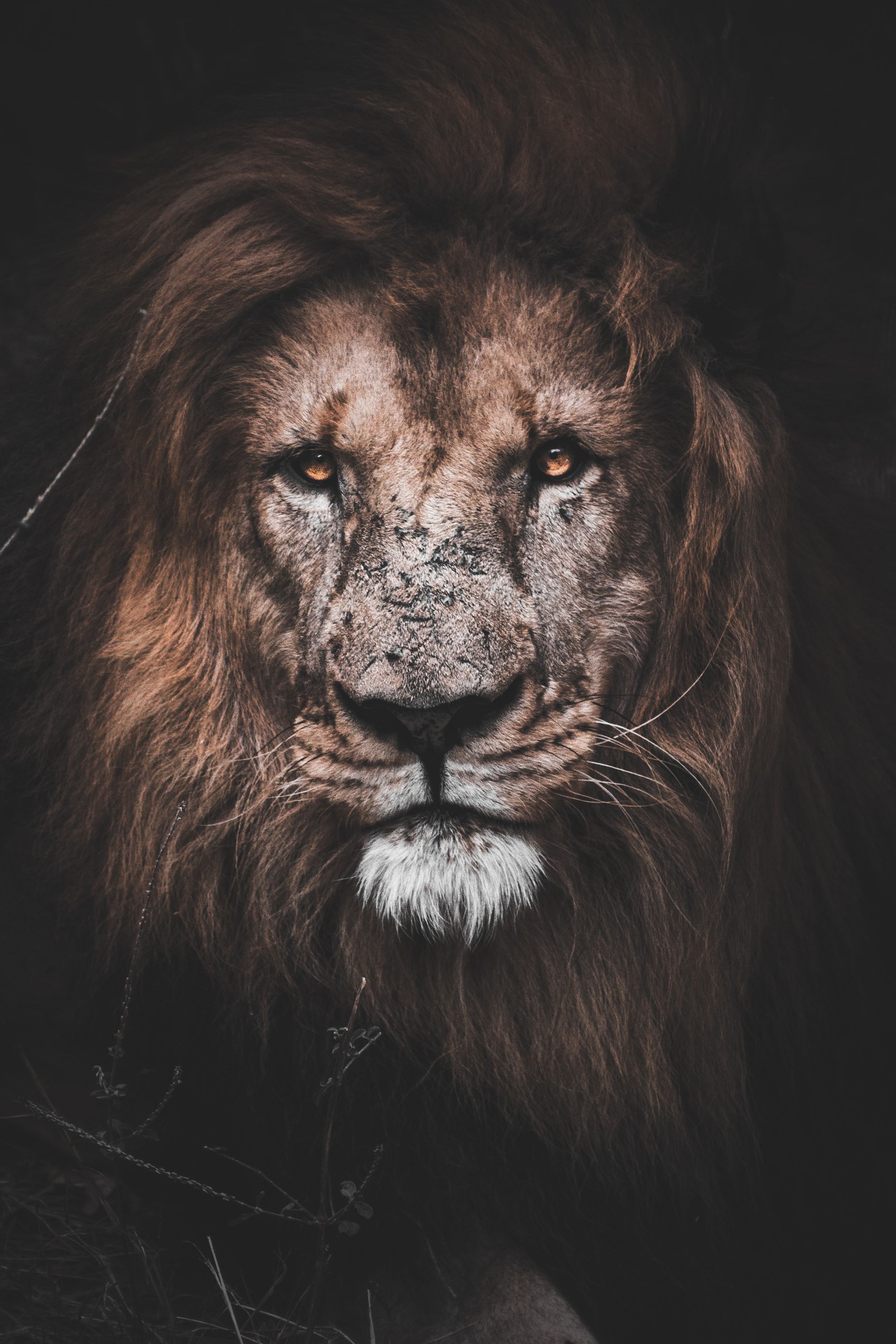 Cool Lion Wallpapers