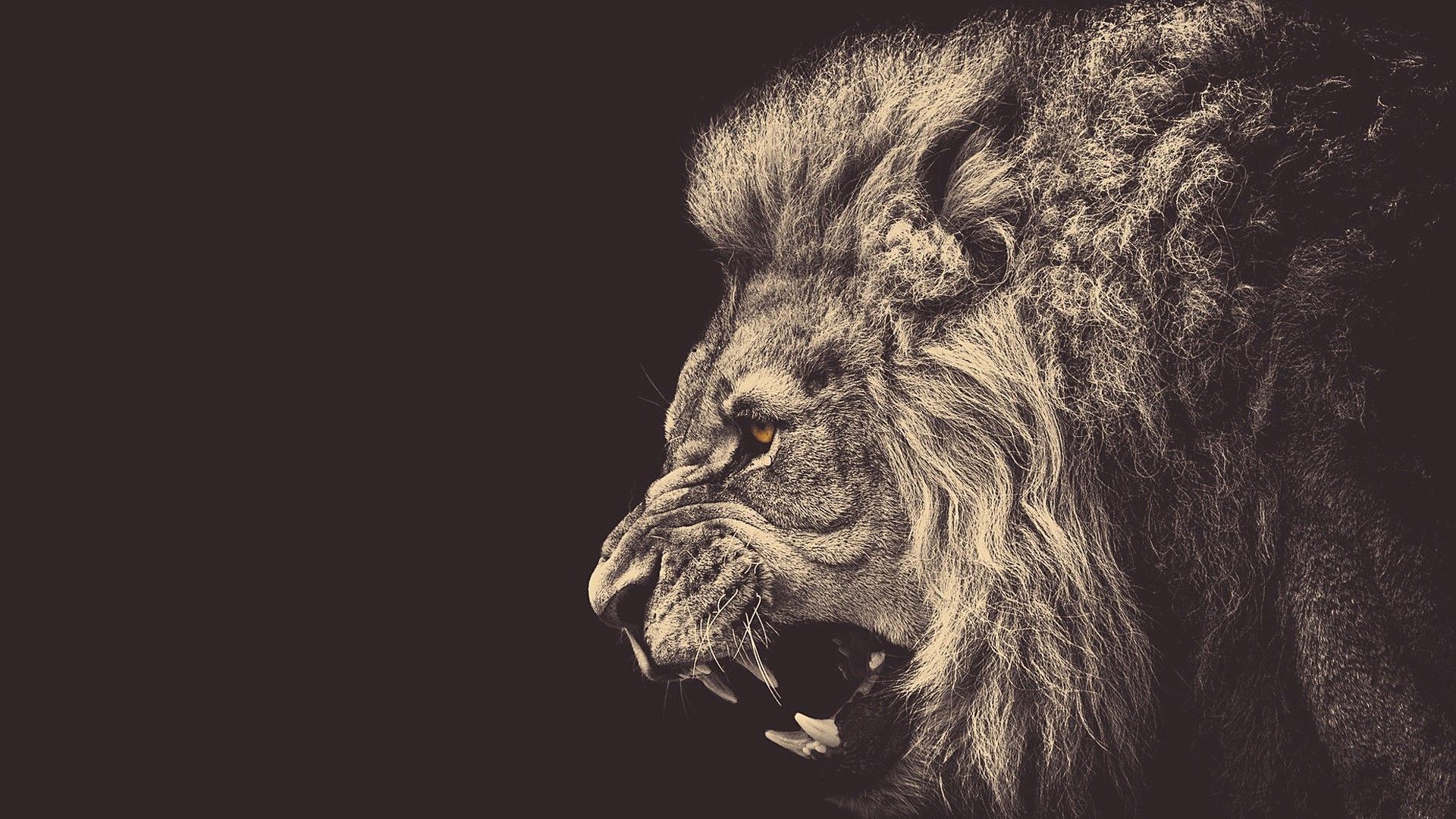 Cool Lion Wallpapers