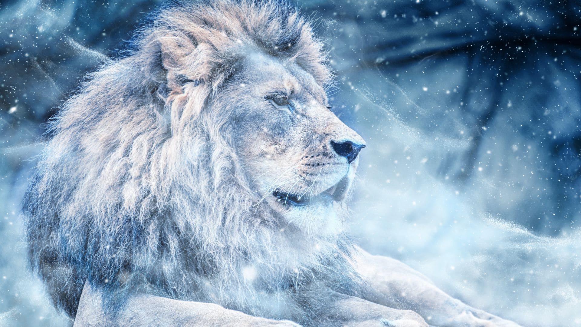 Cool Lion Wallpapers